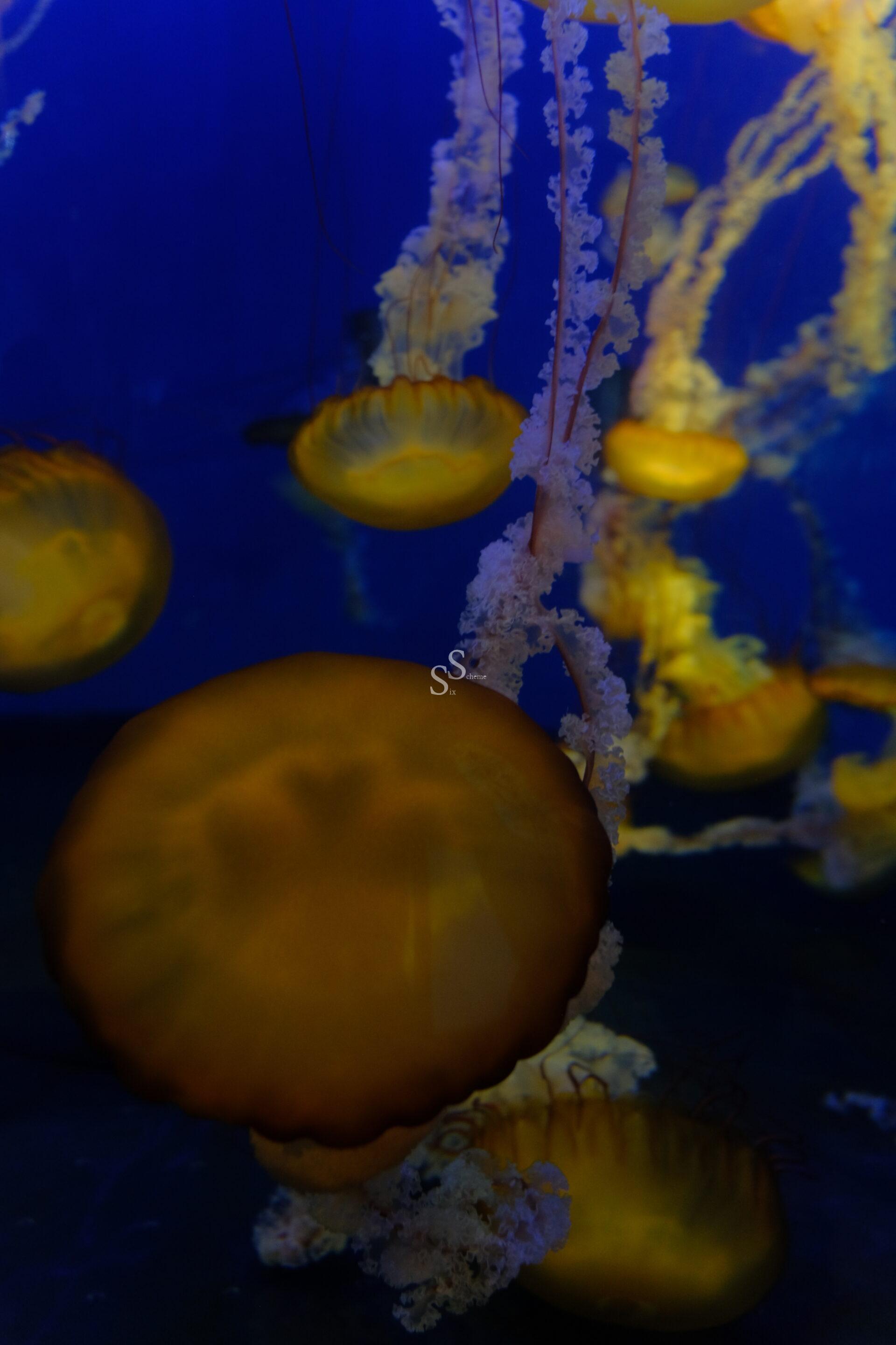 Several orange jellyfish with long, white, frilly tentacles float gracefully in dark blue water, illuminated by soft light.