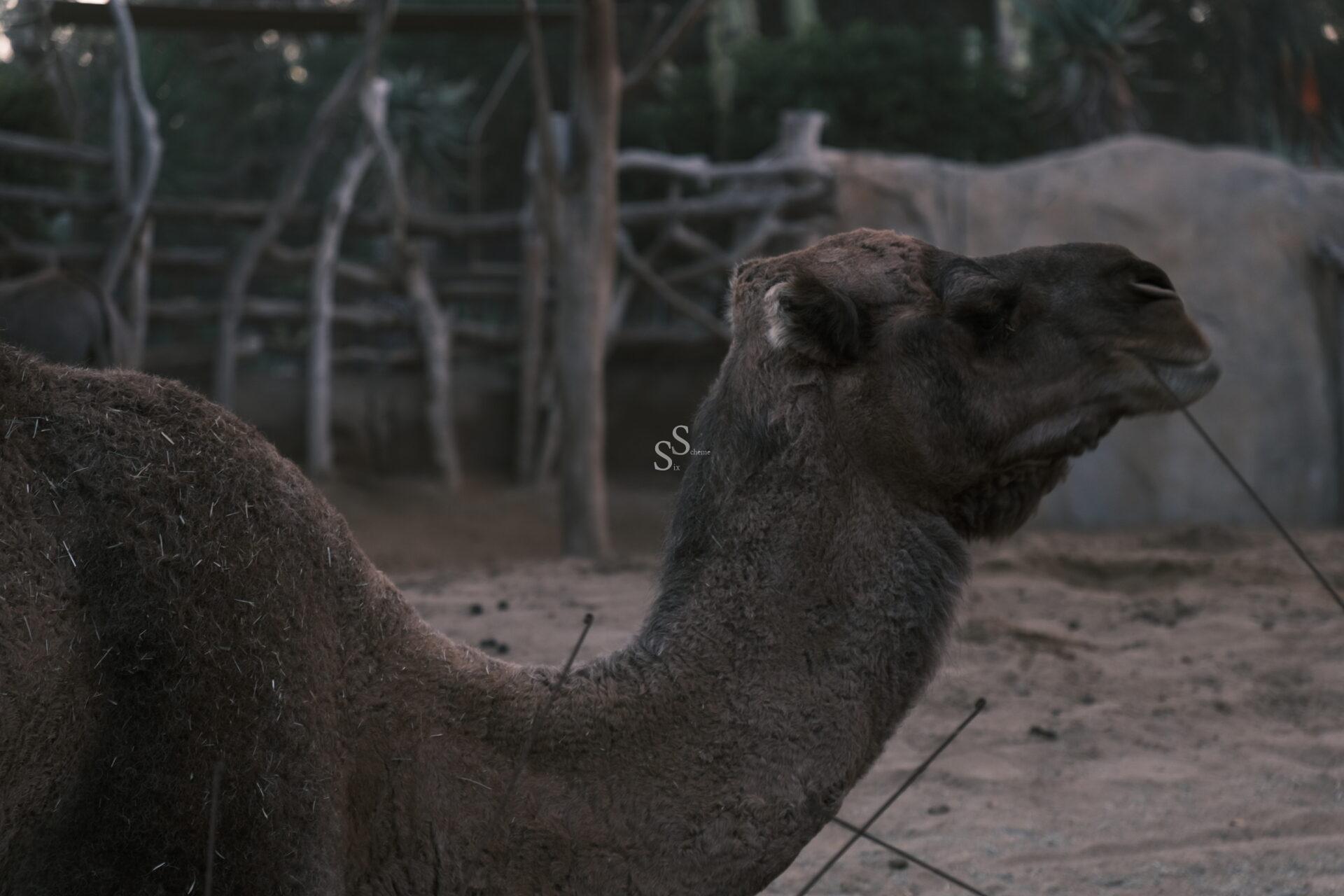 A camel with a dark brown coat stands in a sandy enclosure, with wooden fencing and greenery visible in the background. The camel’s head is turned to the side.