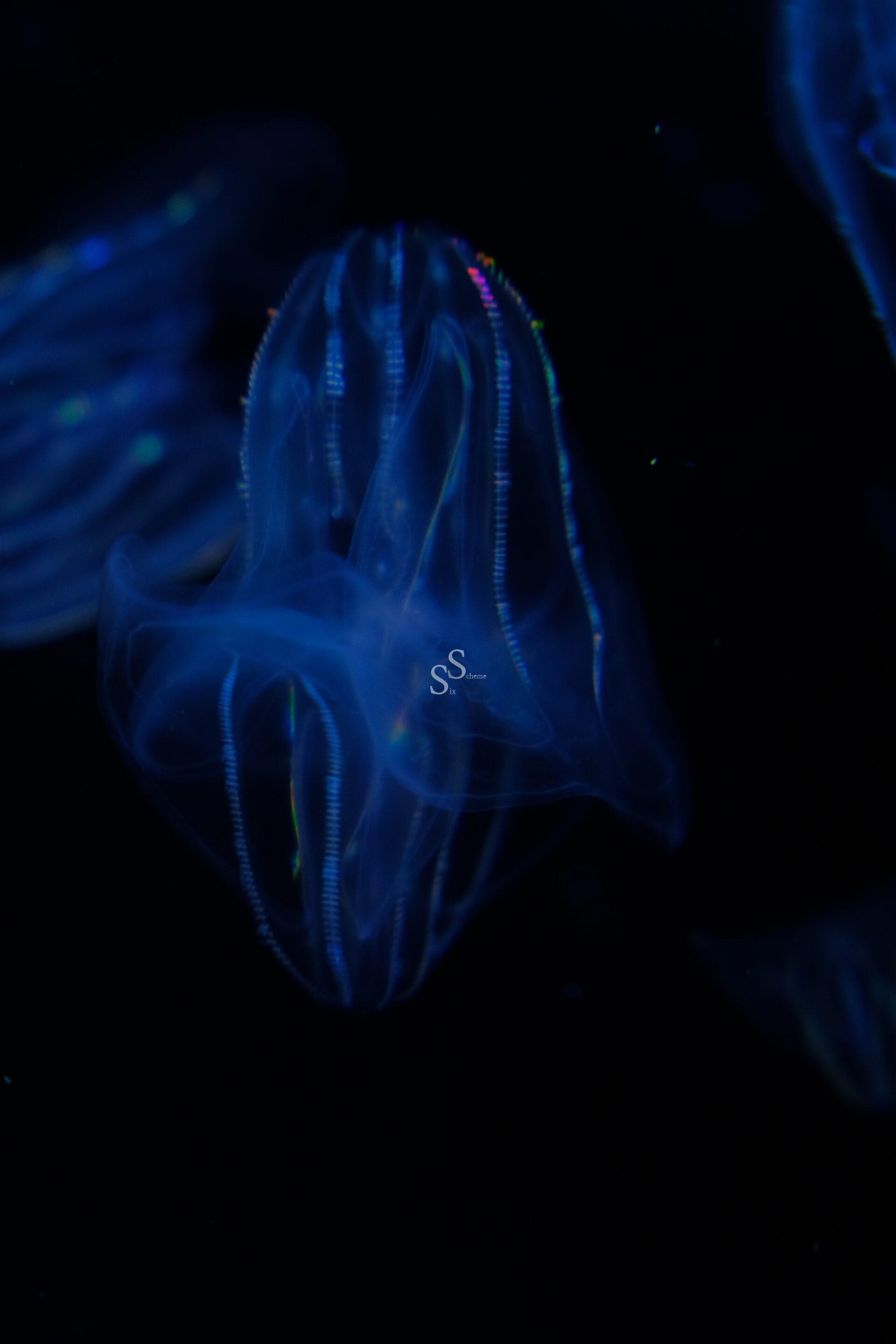 Suspended in dark water, an ethereal comb jelly glows softly. Its translucent, delicate blue body is faintly illuminated, revealing lines of shimmering, dot-like cilia.