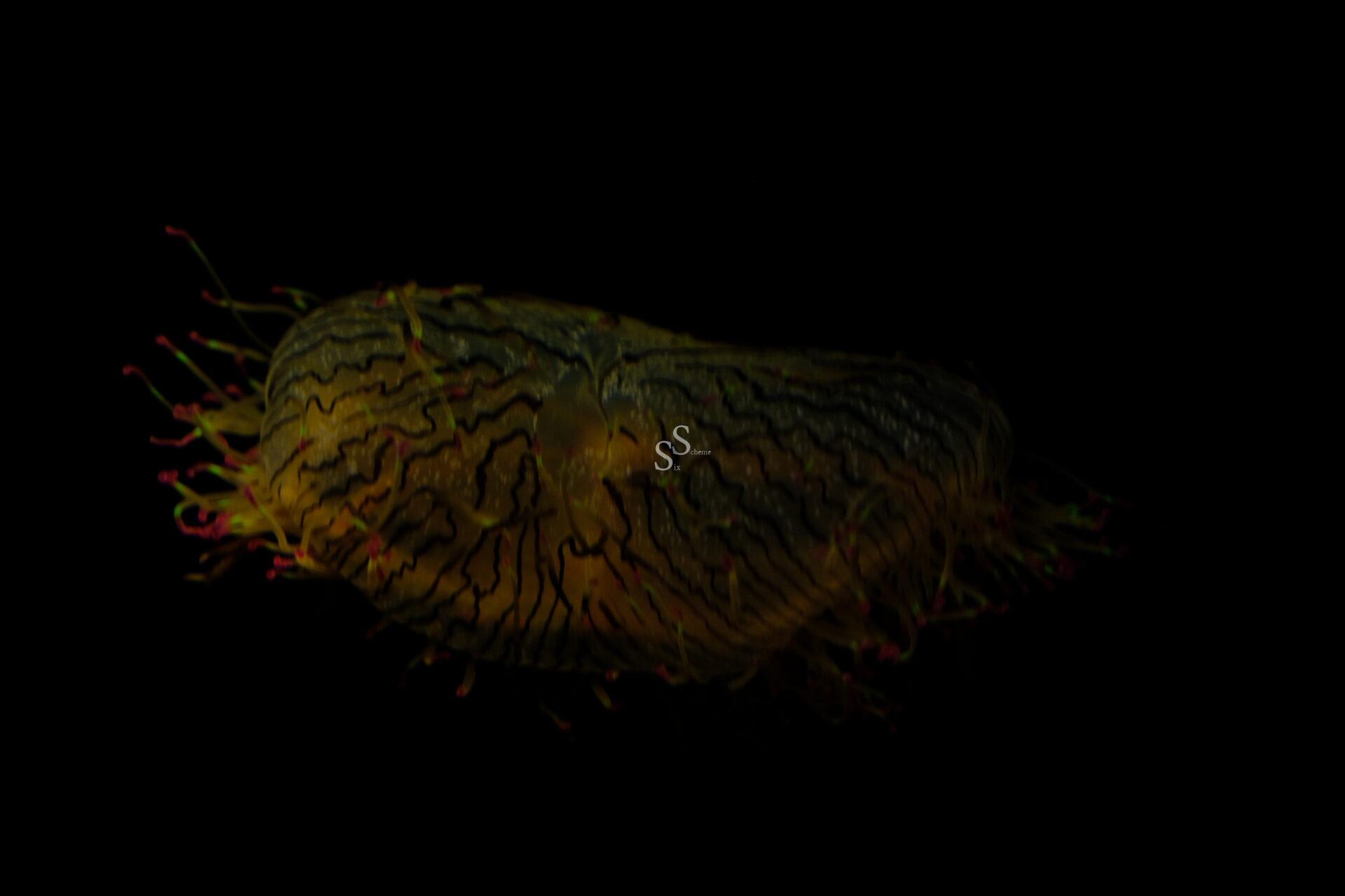A translucent jellyfish with dark, branching lines and colorful tentacles floats against a solid black background.