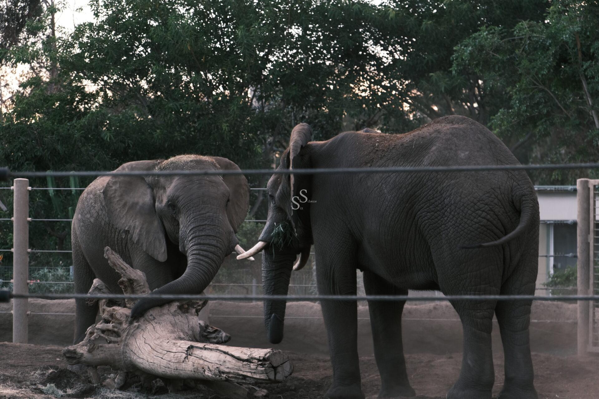 A pair of elephants engage with each other beside a fallen tree trunk, situated within a fenced habitat surrounded by trees and natural greenery.
