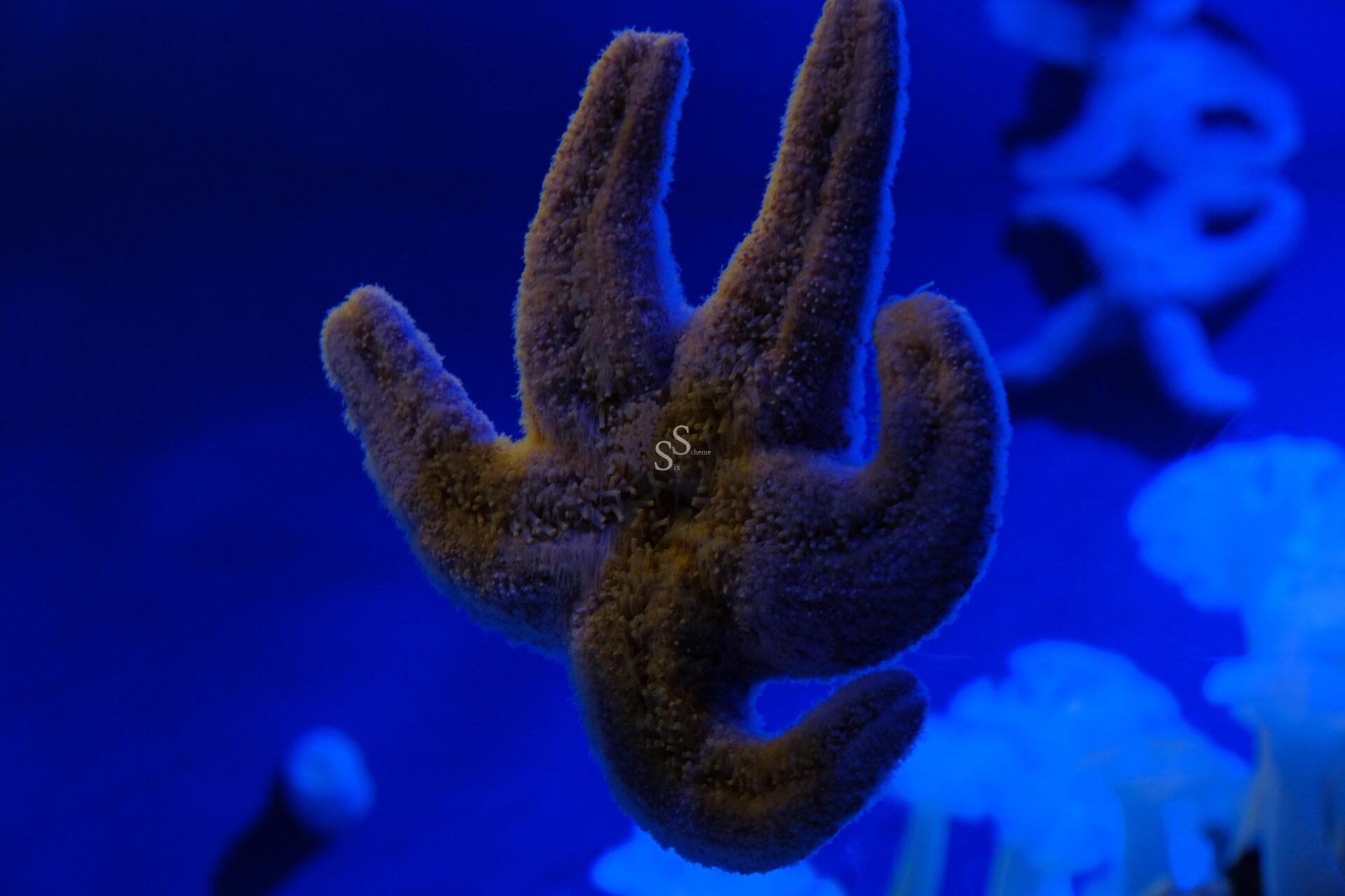 A close-up of a five-armed starfish underwater, illuminated by blue light, with blurry sea life in the background.