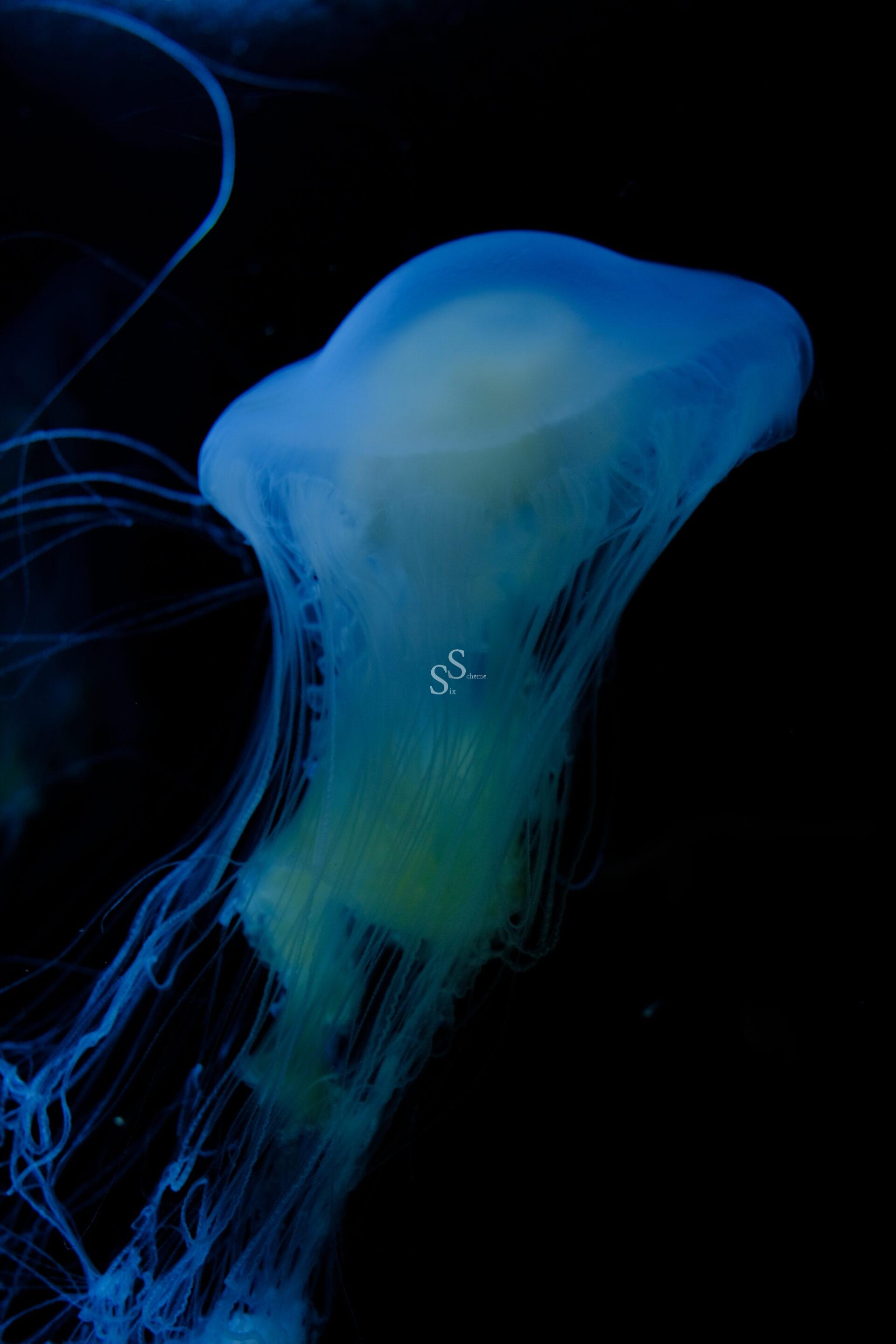 A glowing blue jellyfish with trailing tentacles floats gracefully against a dark, black background.
