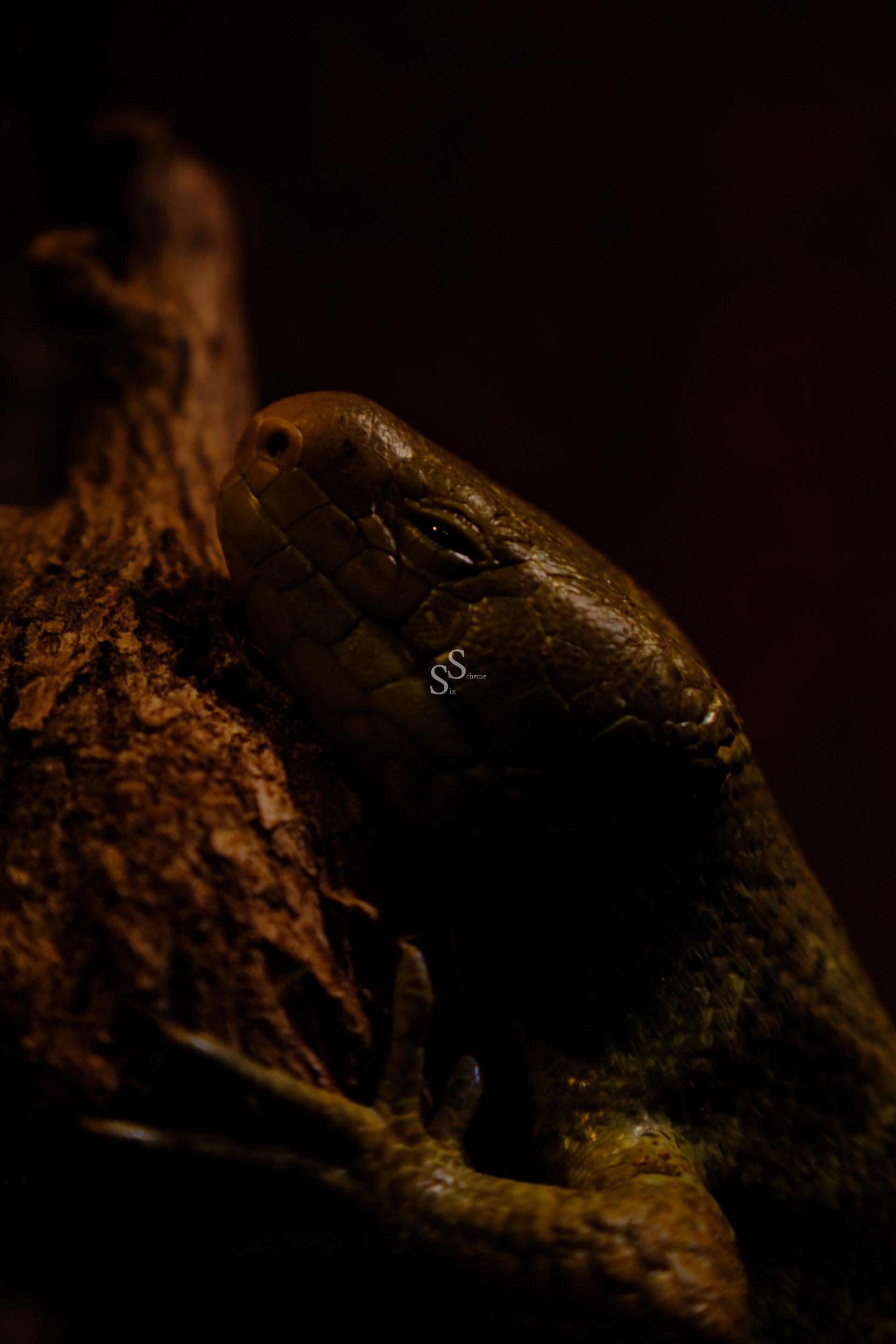 A close-up of a lizard with textured, scaly skin clinging to a piece of rough tree bark, partially illuminated in low, warm lighting against a dark background.