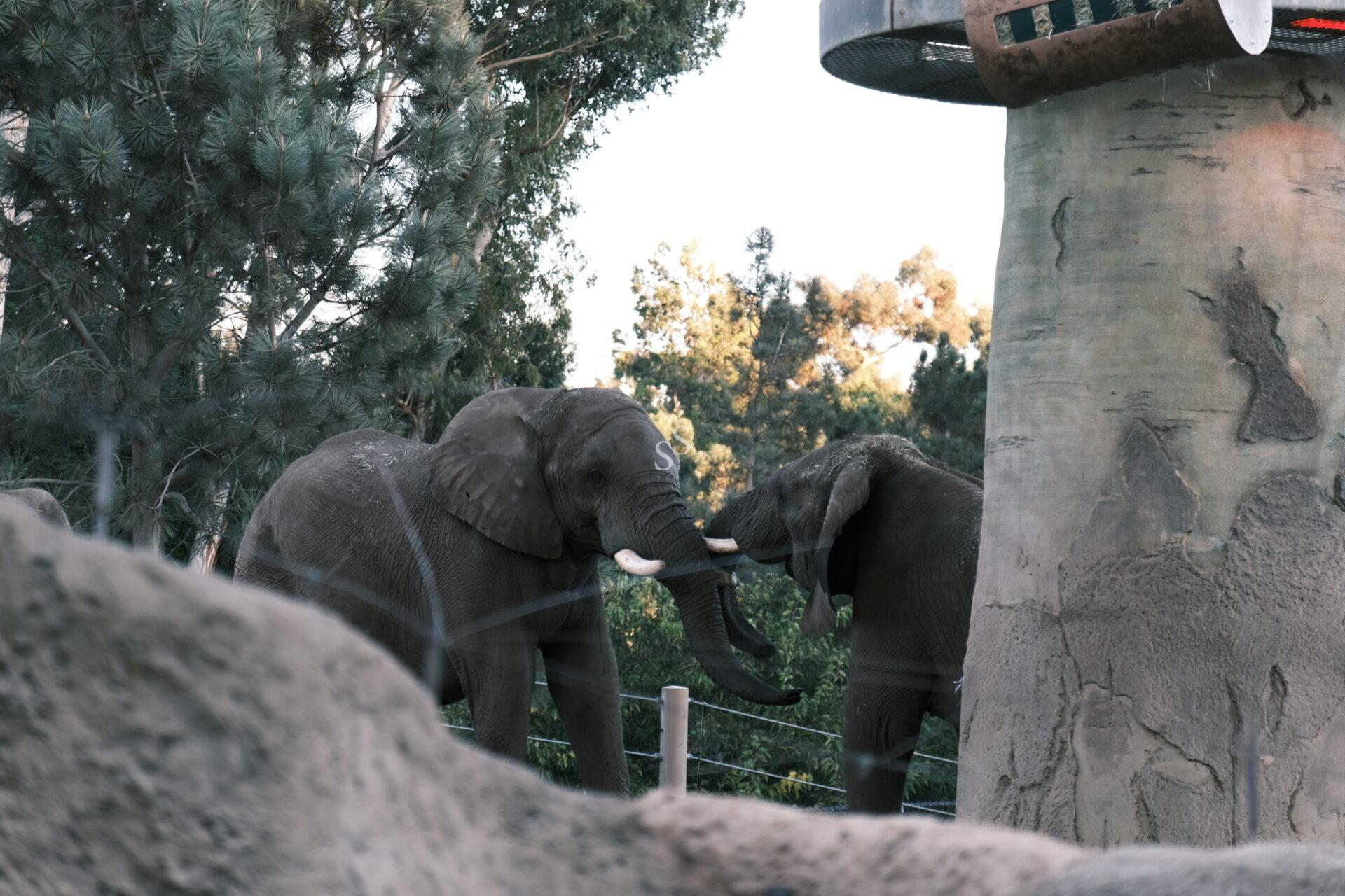 Two elephants with tusks stand near a large artificial tree structure, surrounded by rocks and trees in an outdoor enclosure. The scene is shaded by greenery in the background.