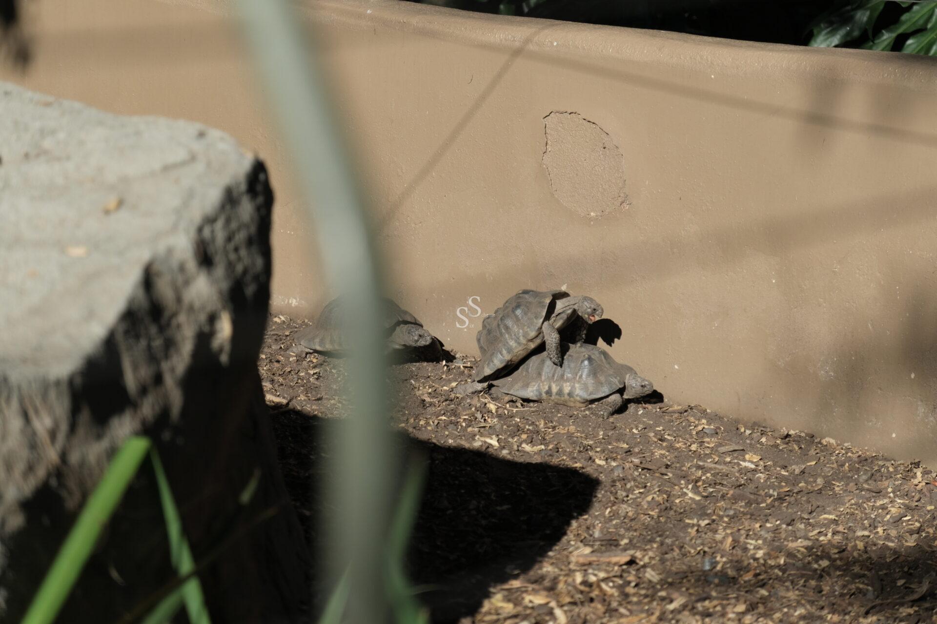 Three small tortoises are gathered near a beige wall in a shaded outdoor enclosure with dirt ground and a large rock nearby.