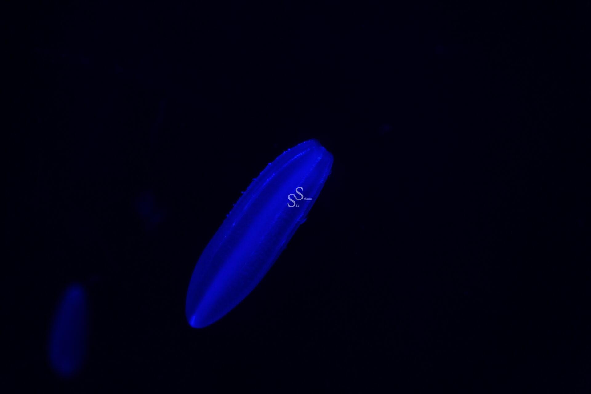 Emitting a distinct blue glow, a comb jelly floats suspended in dark water, sharply defined against the black background