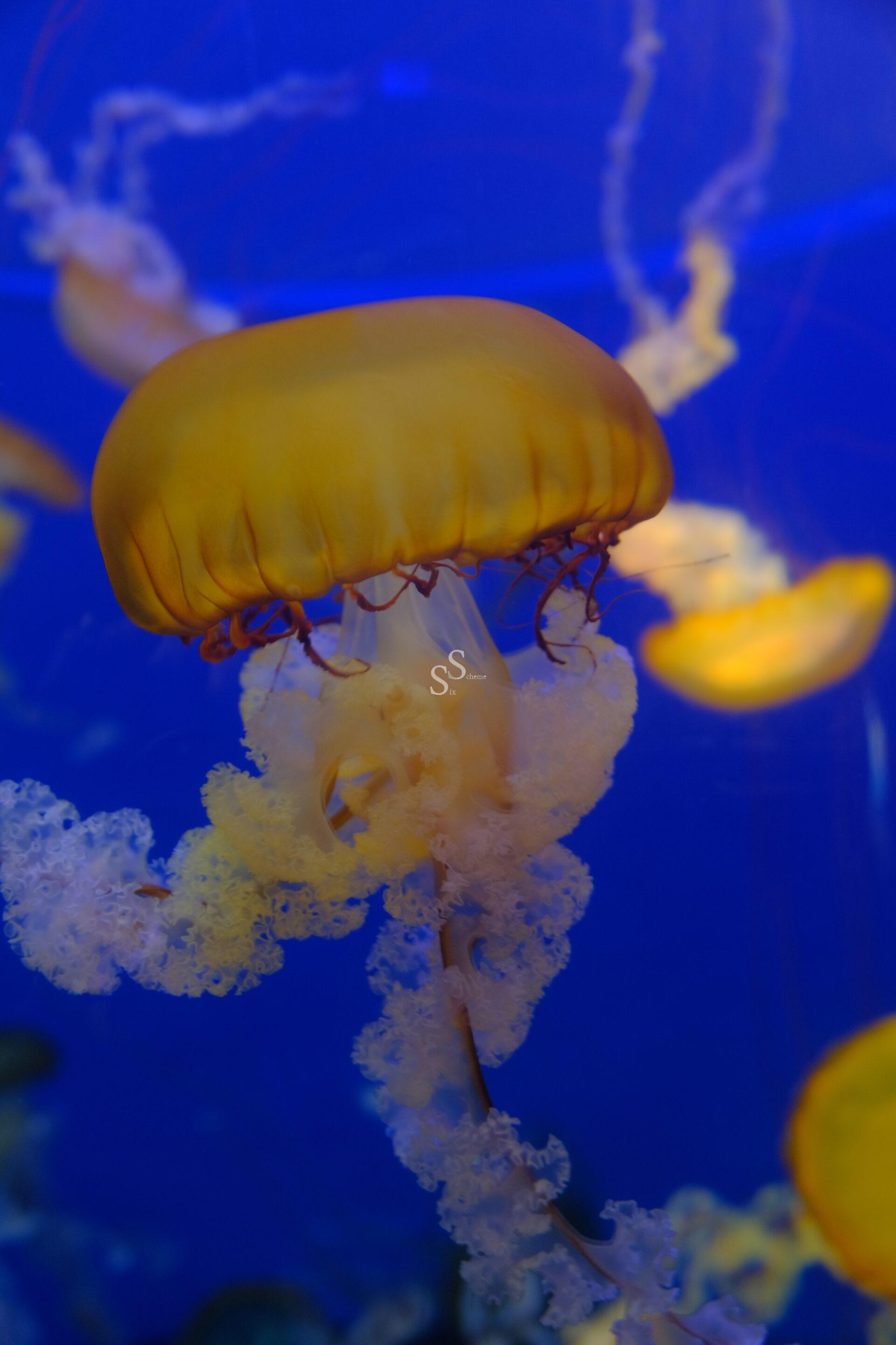 A vibrant orange jellyfish with long, curling tentacles floats gracefully in blue water, surrounded by other blurred jellyfish in the background.
