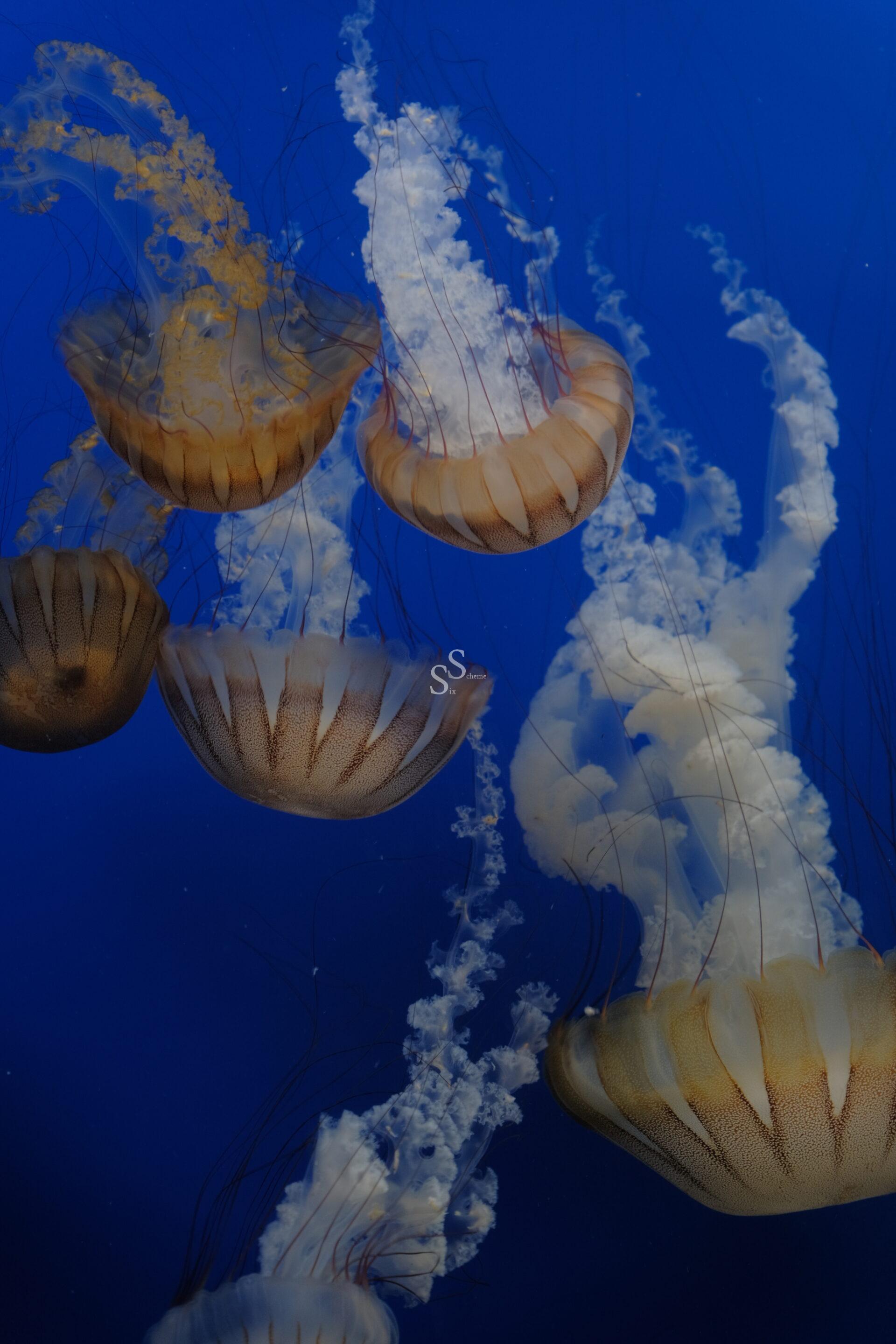 A cluster of brown and white jellyfish with long, trailing tentacles float gracefully in deep blue water. Their translucent bodies and frilly oral arms create a delicate, ethereal appearance.