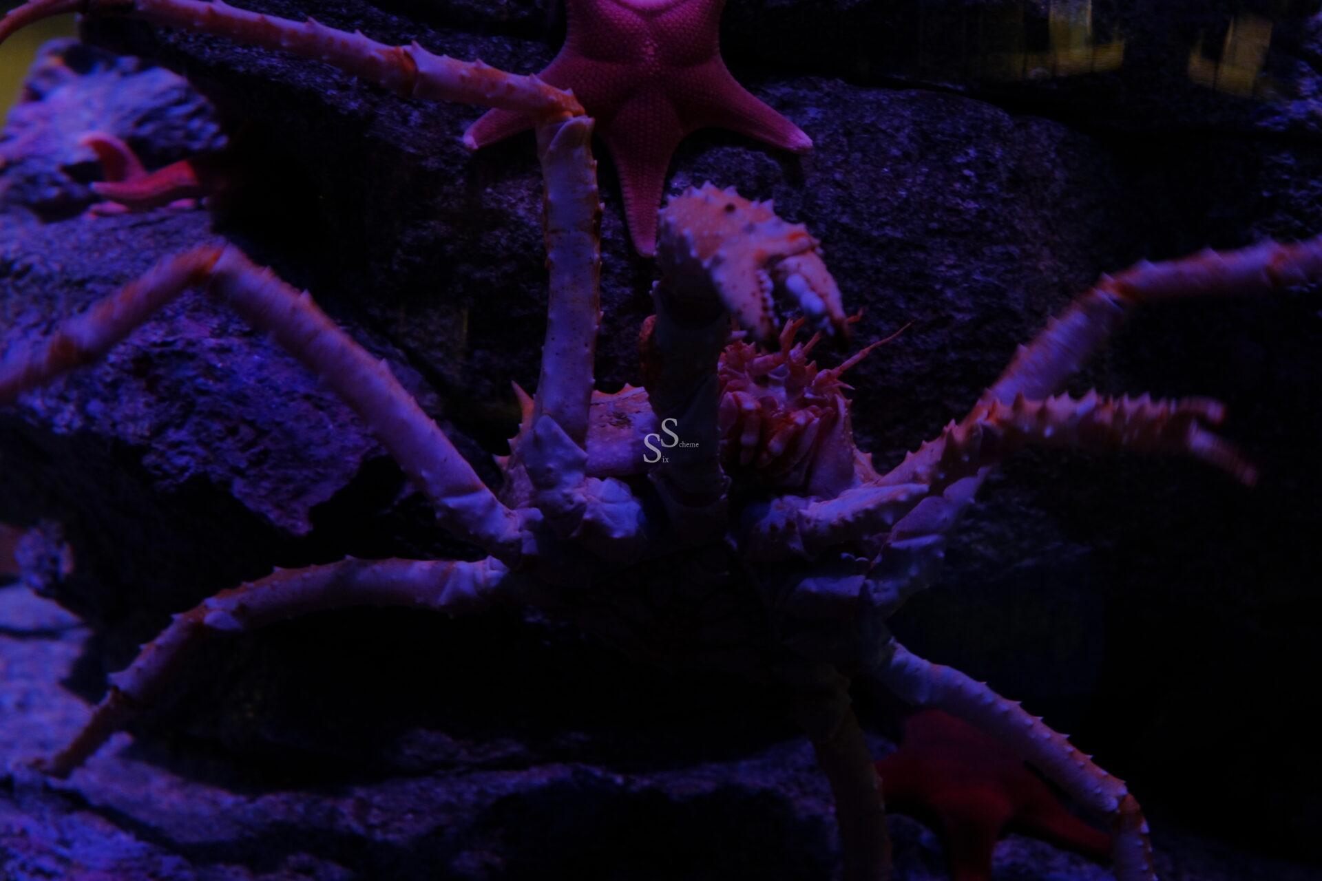 A large crab with long, spiky legs is illuminated by blue light, clinging to a rocky surface in an aquarium. A starfish is visible above the crab on the rock.
