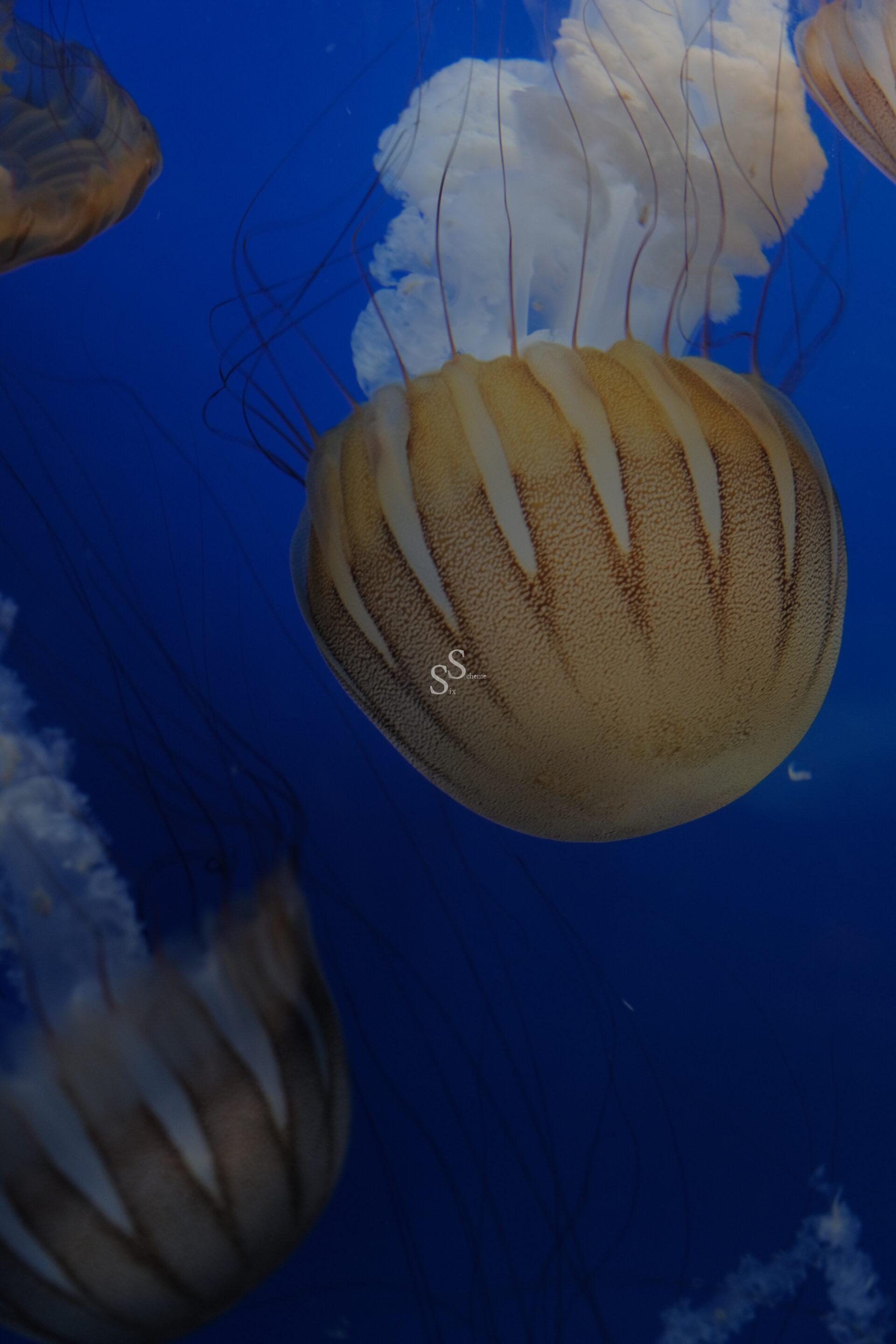 Several jellyfish with brown-striped, dome-shaped bells and long, trailing tentacles float gracefully in deep blue water. The scene captures their delicate, translucent bodies and ethereal movement.