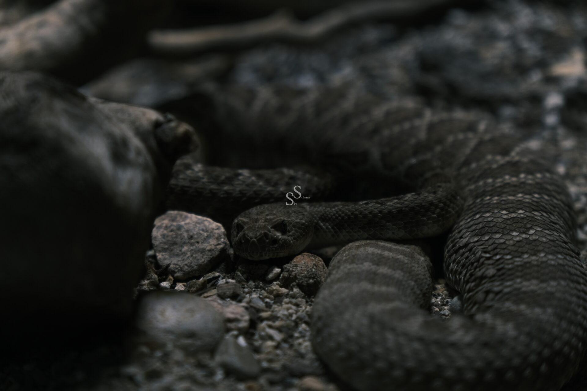 A coiled rattlesnake lies camouflaged among rocks and dirt, its head slightly raised and body blending into the dark, earthy surroundings.
