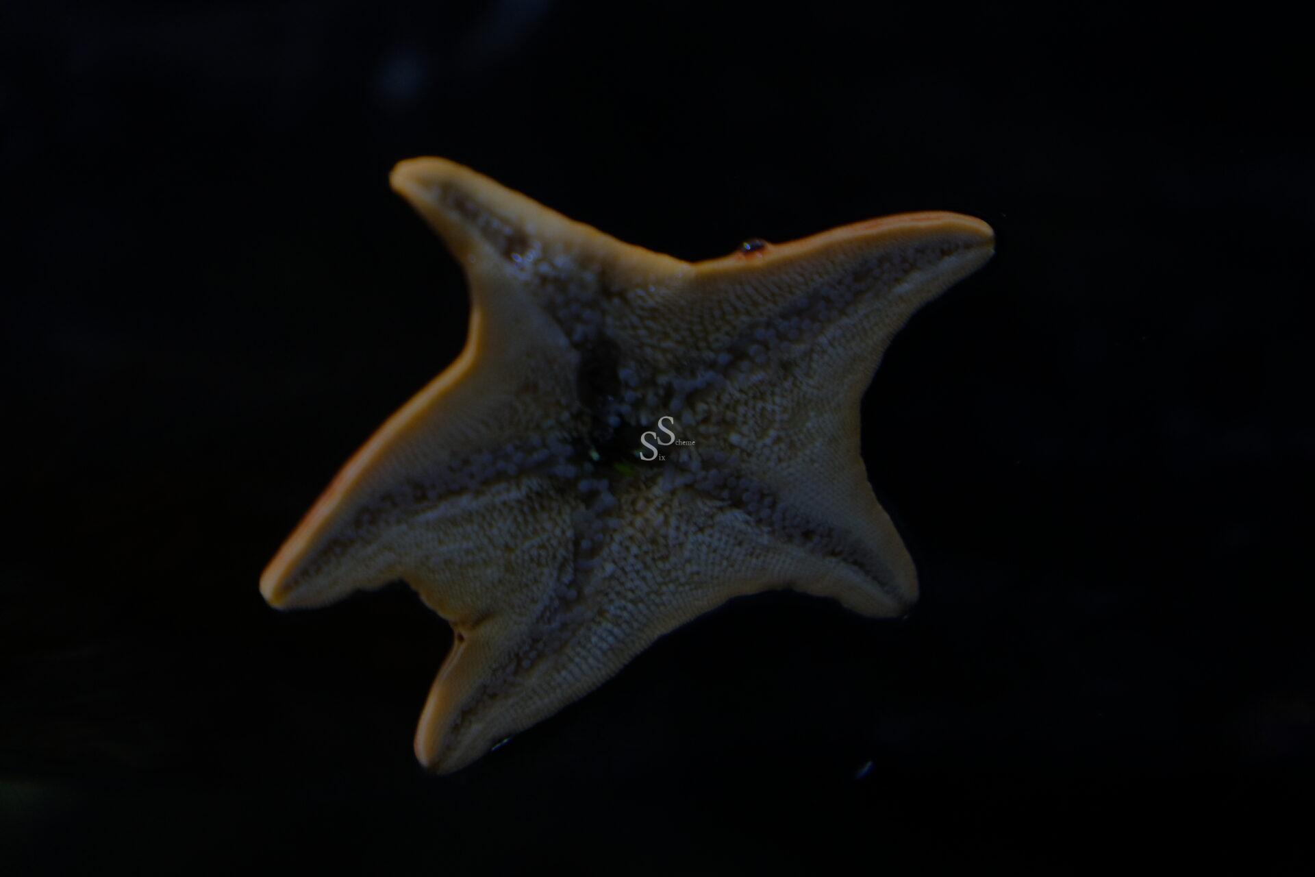 A close-up view of a starfish with five arms, shown from below against a dark background. The starfish is light brown with textured details and faint patterns along its arms.