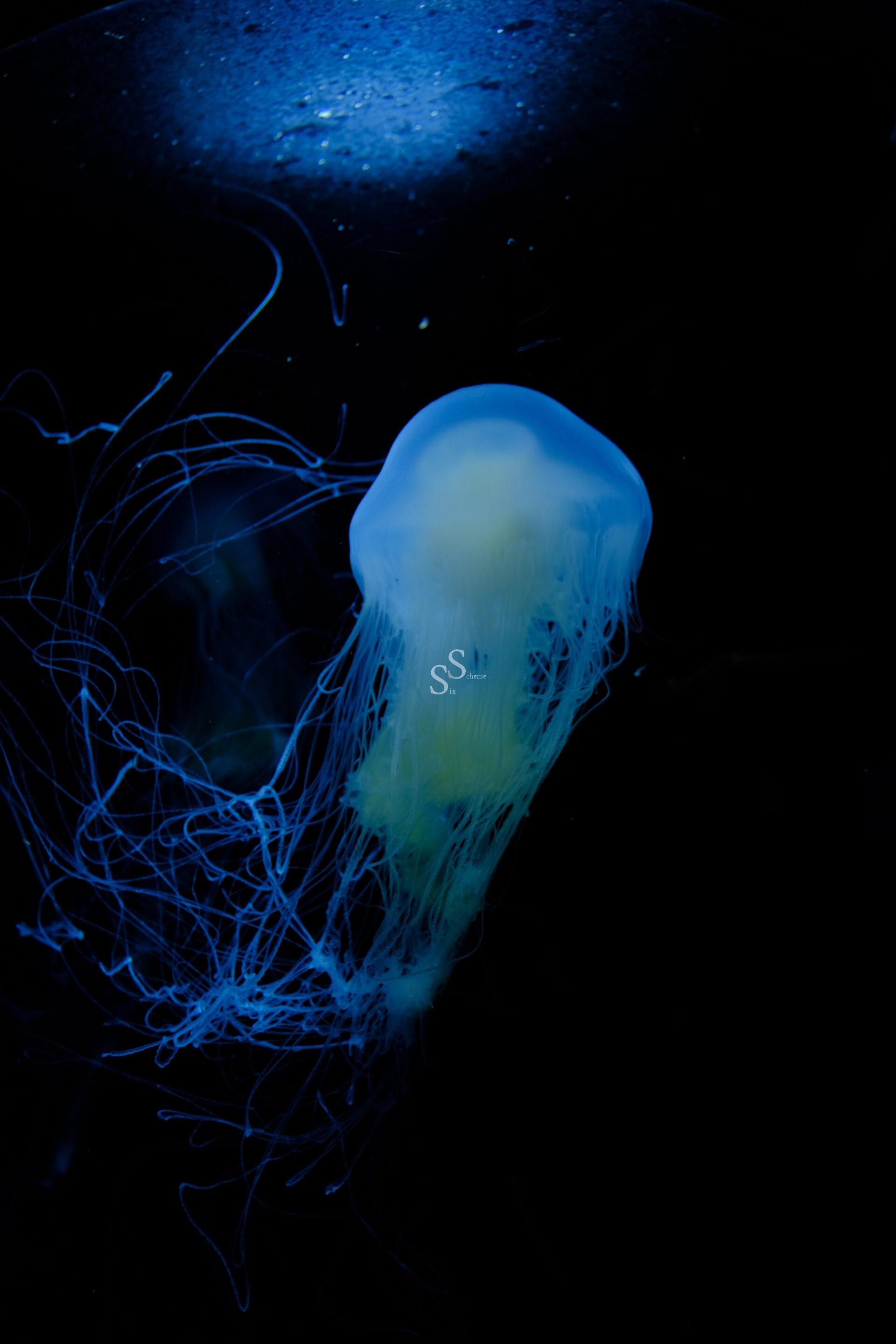 A glowing blue jellyfish with long, trailing tentacles floats in dark water, illuminated by a soft light from above.