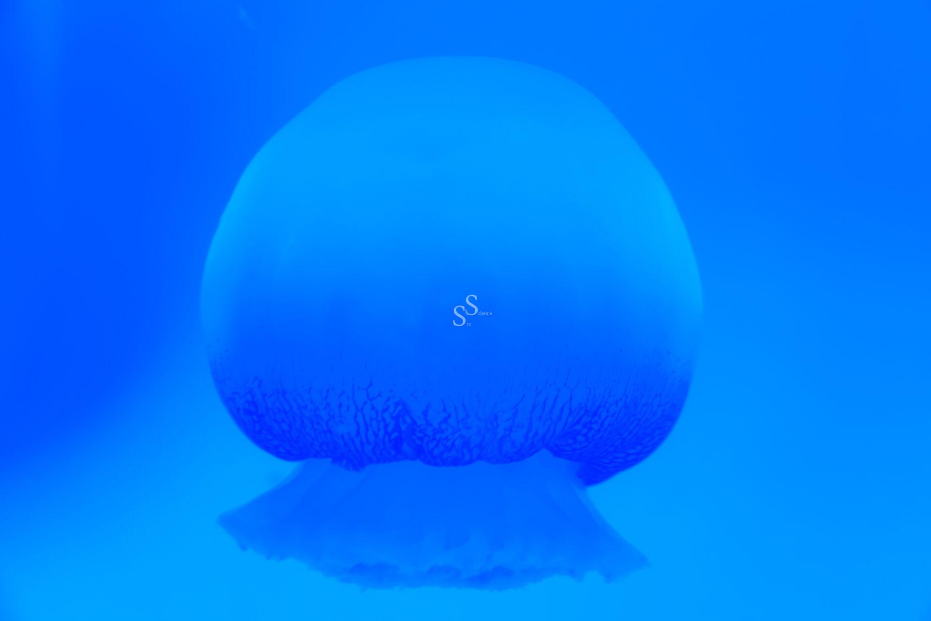 A large jellyfish with a dome-shaped bell floats underwater in a blue ocean. The jellyfish has a smooth, rounded top and faint, frilled tentacles beneath it. The overall scene is tinted blue.