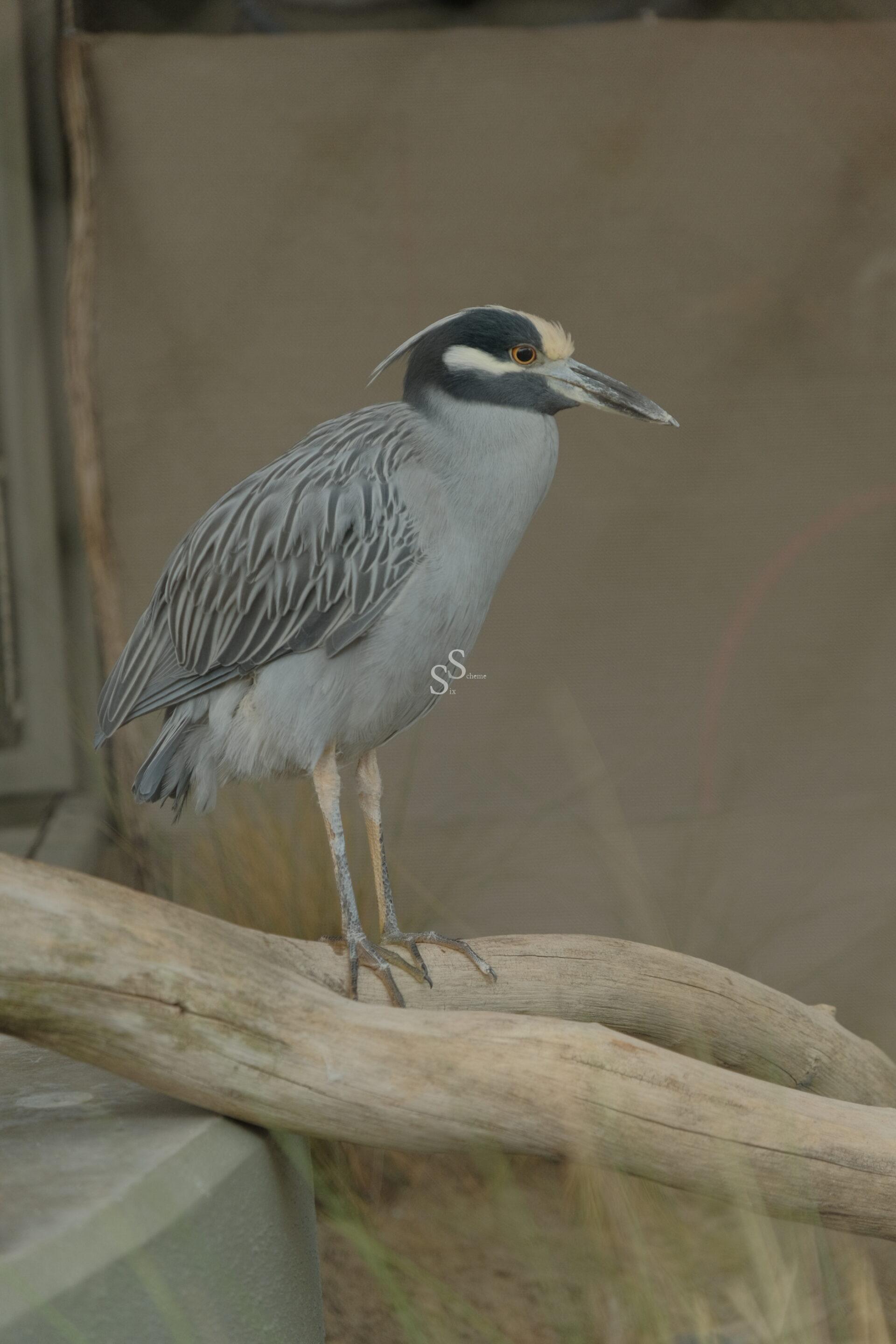 Balancing skillfully on one leg, a black, white, and gray bird with a sharp beak is perched on a wooden branch. Behind it, tree trunks and fencing dissolve into a soft blur.