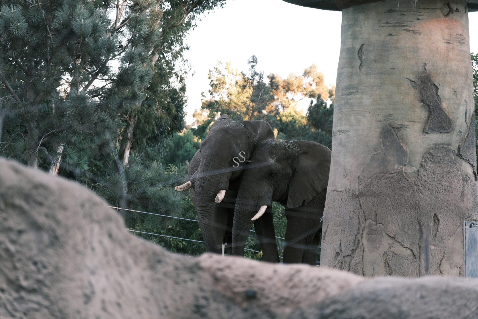 Two elephants stand close together near a large tree trunk in a zoo enclosure, surrounded by greenery and rocks. The elephants’ trunks are touching, and their tusks are visible.