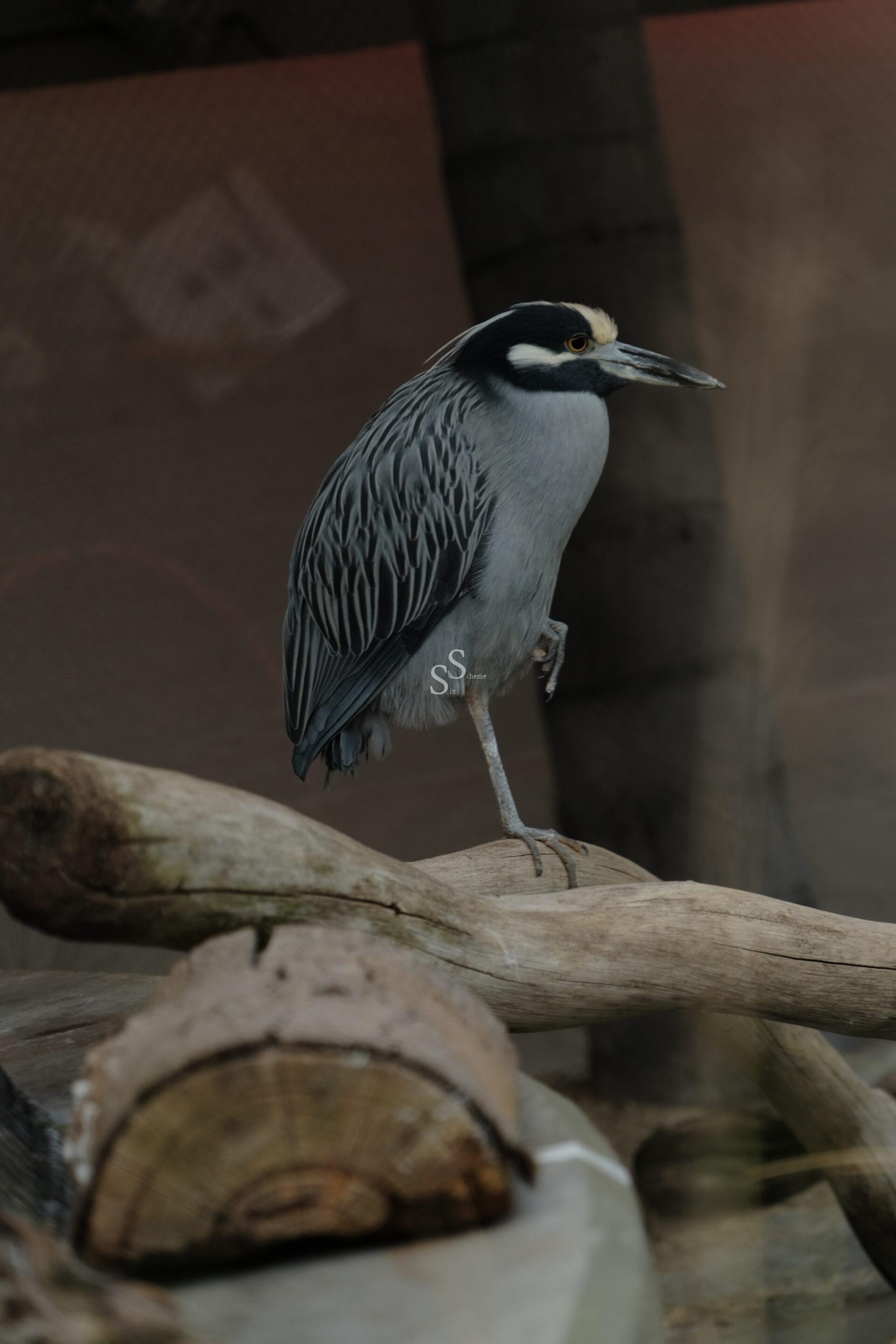 A yellow-crowned night heron with gray feathers and a distinctive yellow patch on its head stands on one leg atop a piece of driftwood.