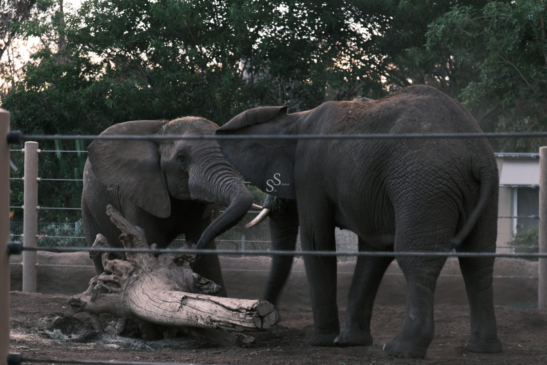 Two elephants interact near a fallen tree trunk inside a fenced enclosure, surrounded by trees and natural vegetation.
