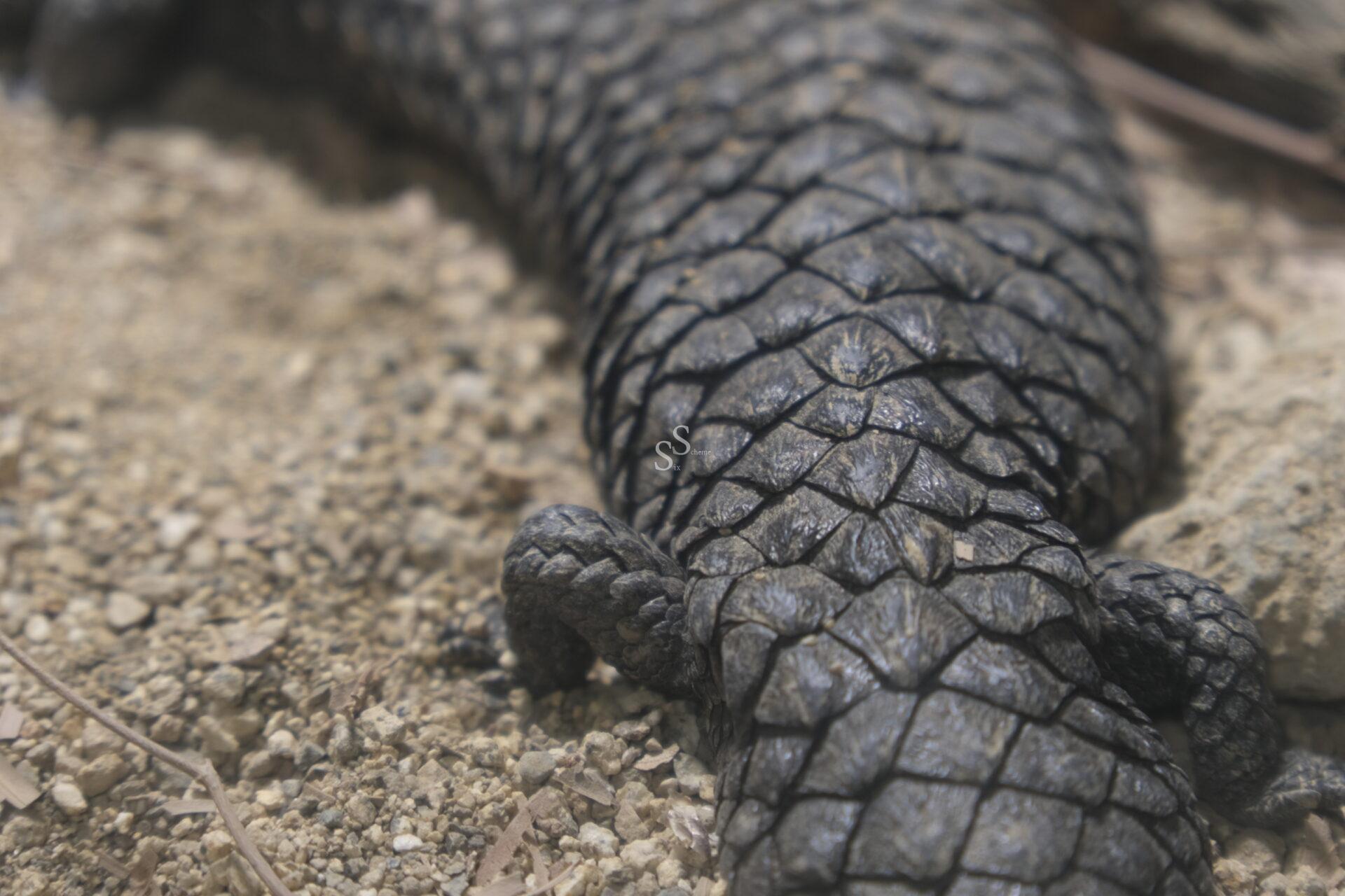 Close-up of a reptile's scaly back and tail resting on sandy ground, showing detailed textured skin patterns and rough, armored appearance.