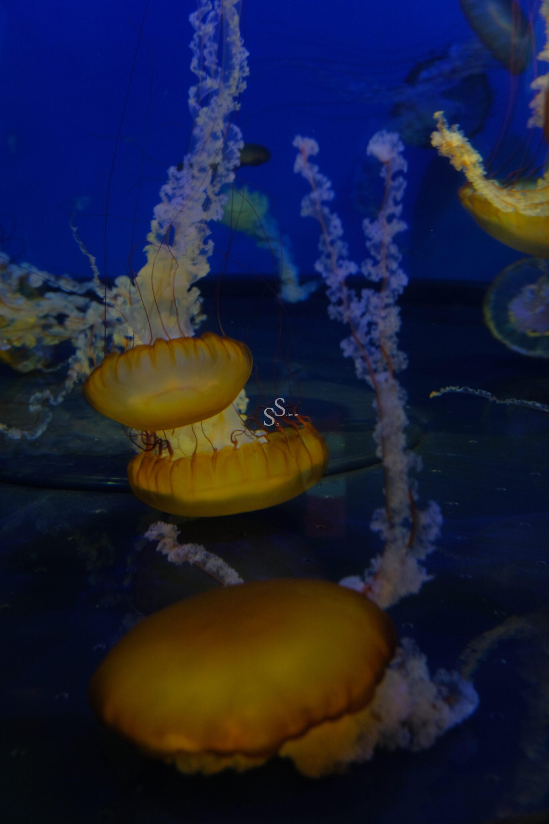 Several orange jellyfish float gracefully underwater against a deep blue background, with long, trailing tentacles and frilled oral arms. The lighting highlights their translucent, glowing bodies.