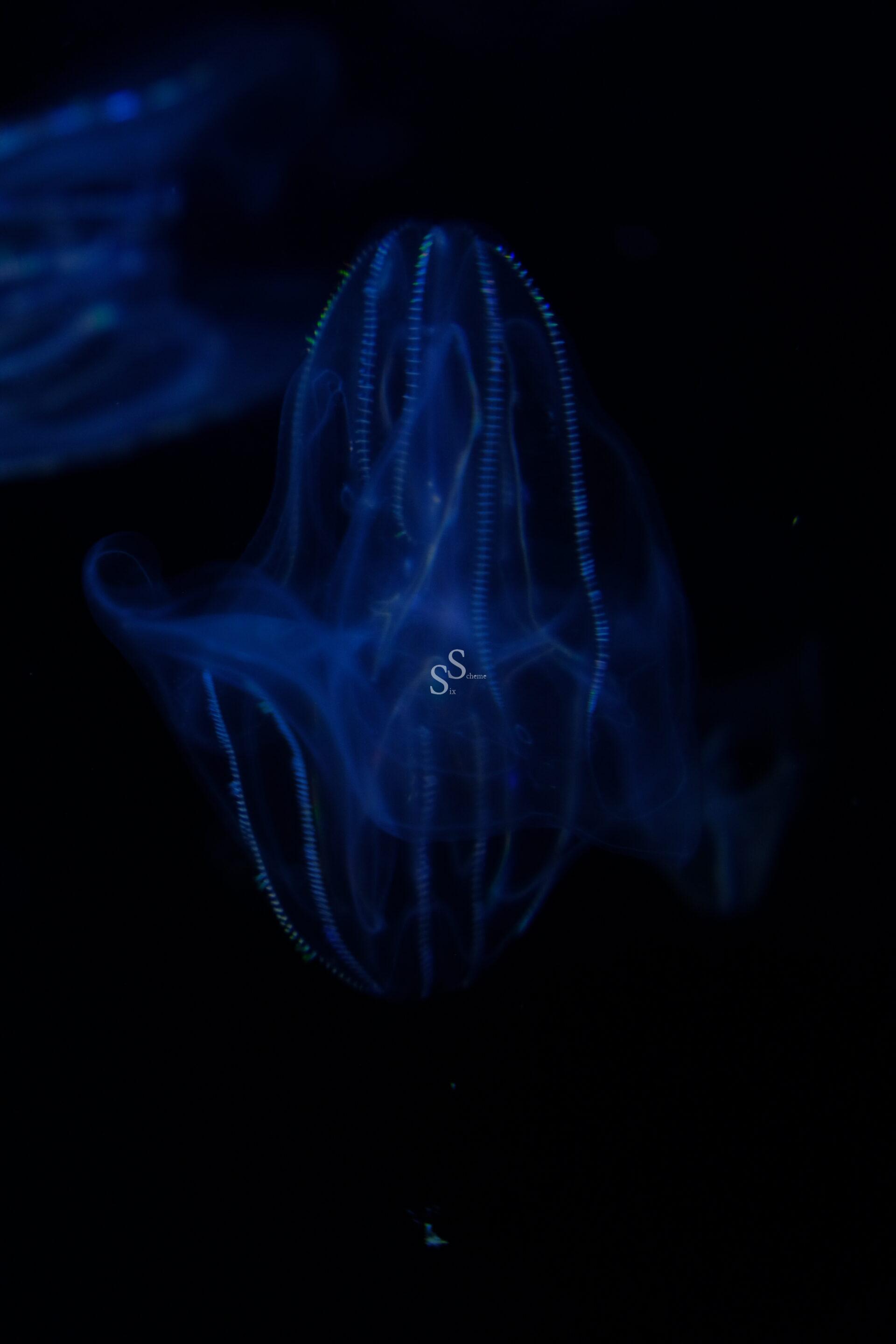 A translucent, glowing comb jelly floats in dark water, its delicate blue body illuminated with faint light and lined with shimmering, dotted strands.
