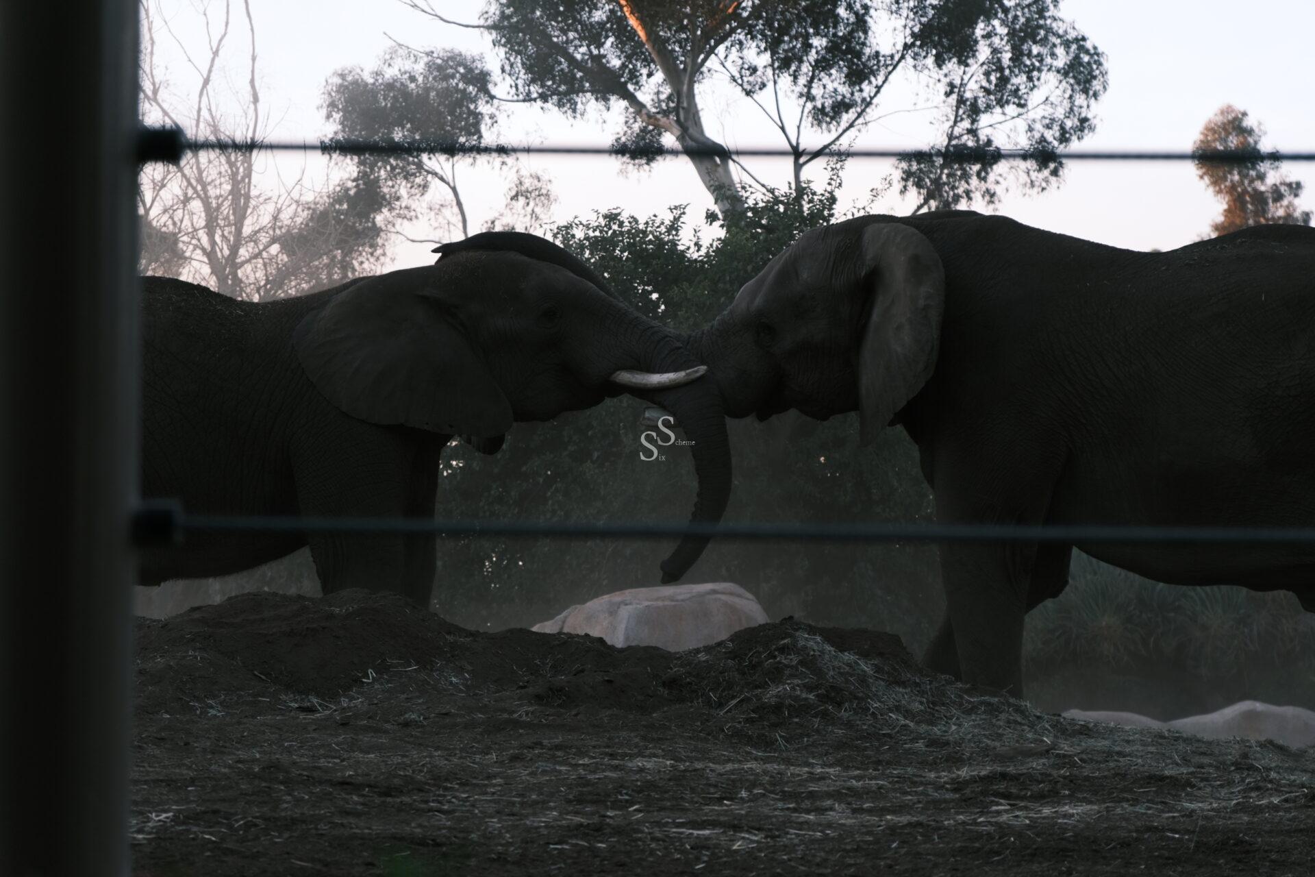 Two elephants face each other and touch trunks in a dusty outdoor enclosure, with trees in the background and a wire fence in the foreground.