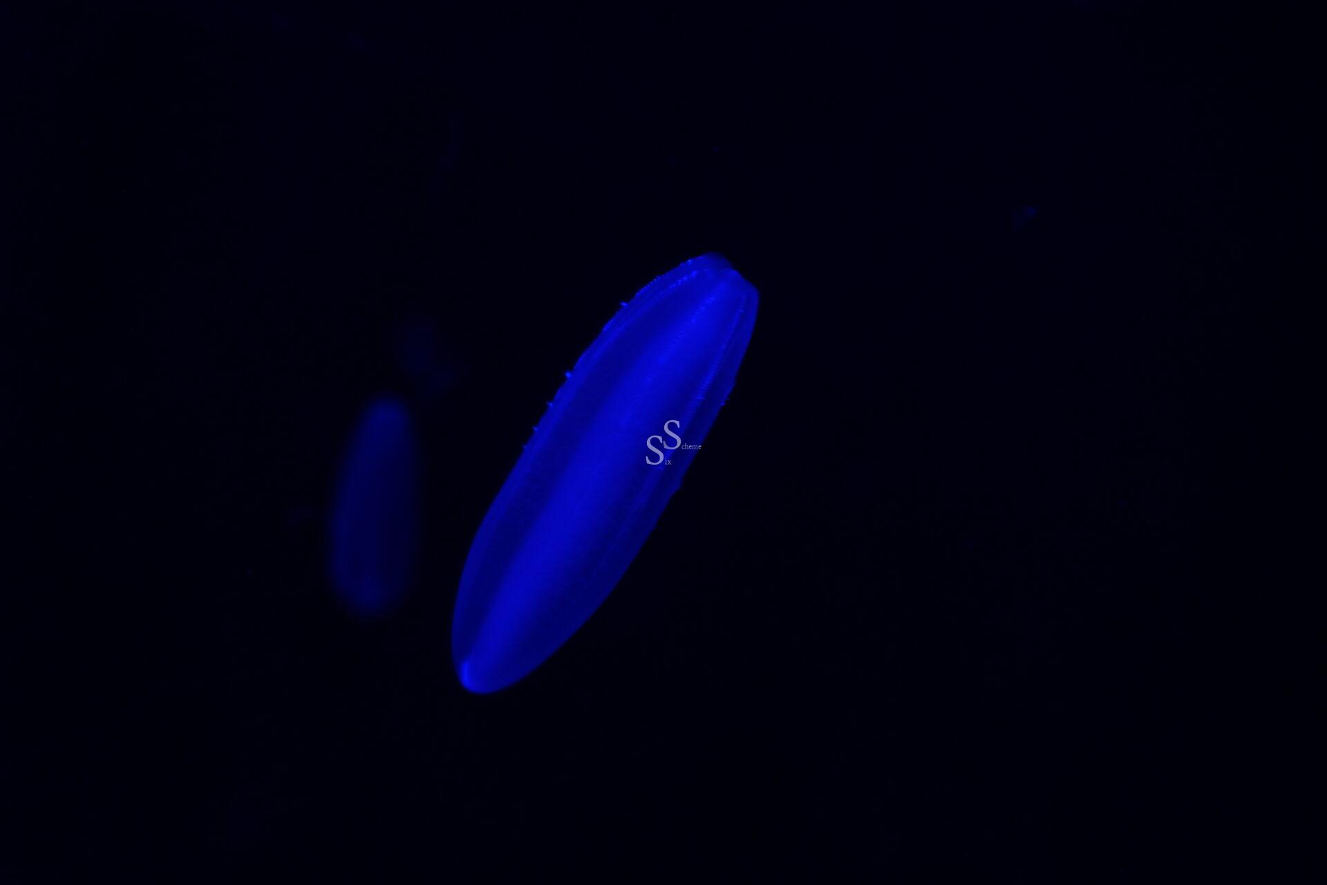 A glowing blue comb jelly floats in dark water, illuminated against a black background.