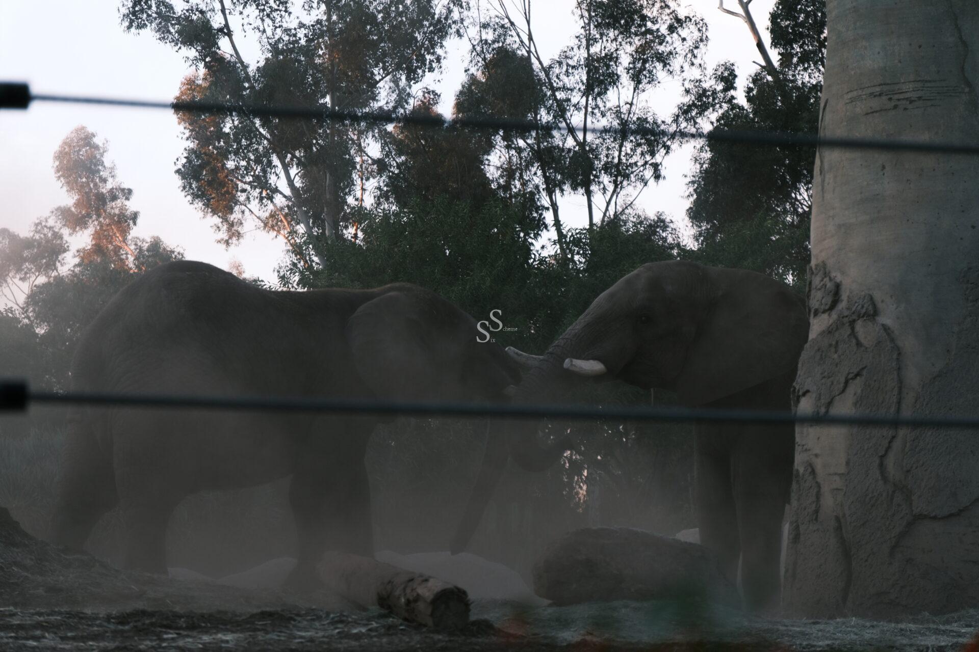 Two elephants stand facing each other, touching trunks in a dusty, outdoor enclosure with trees in the background and fence wires in the foreground.
