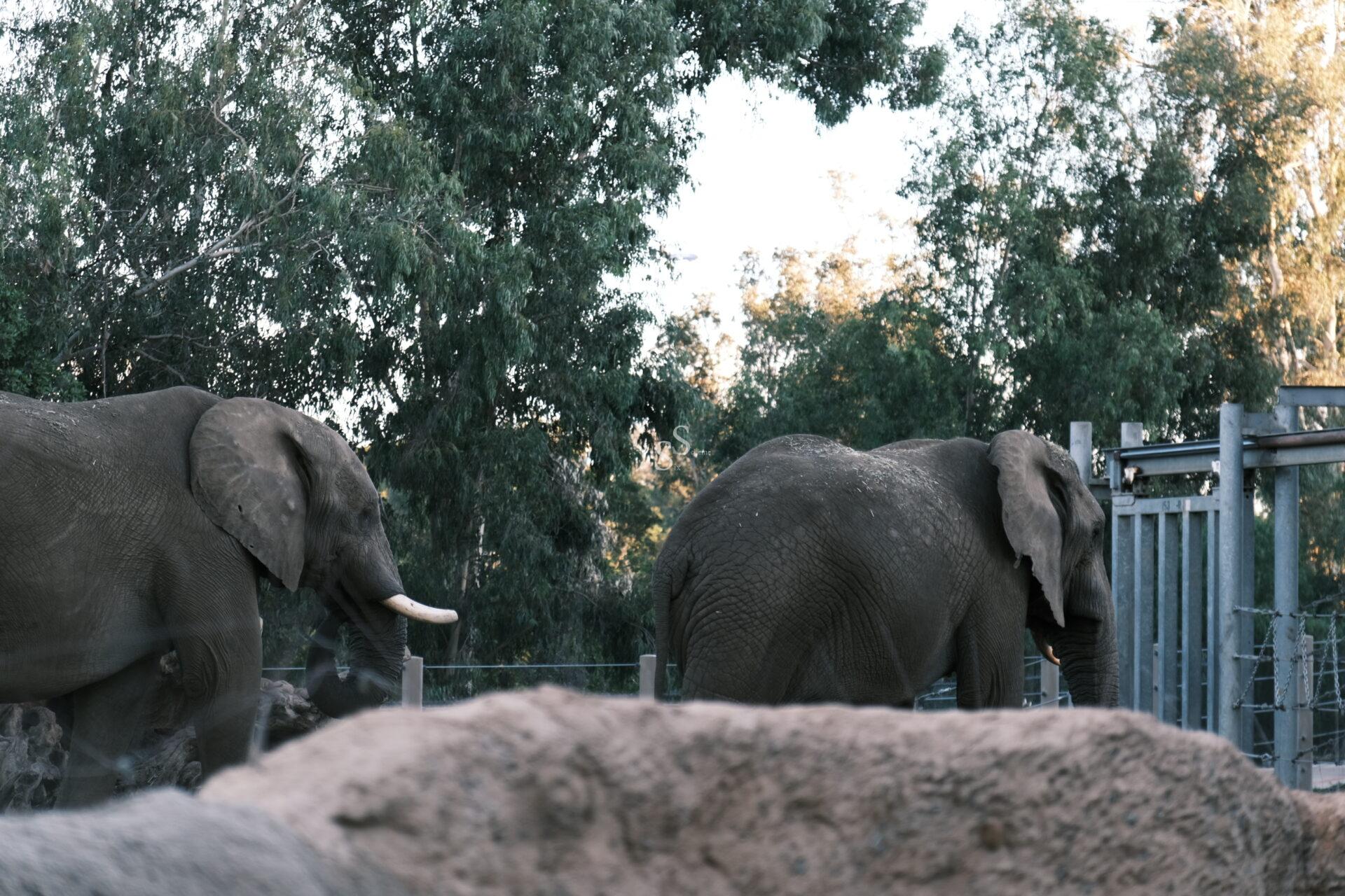 Two elephants walking side by side in an outdoor enclosure, surrounded by trees and a fence, with a sandy rock in the foreground.
