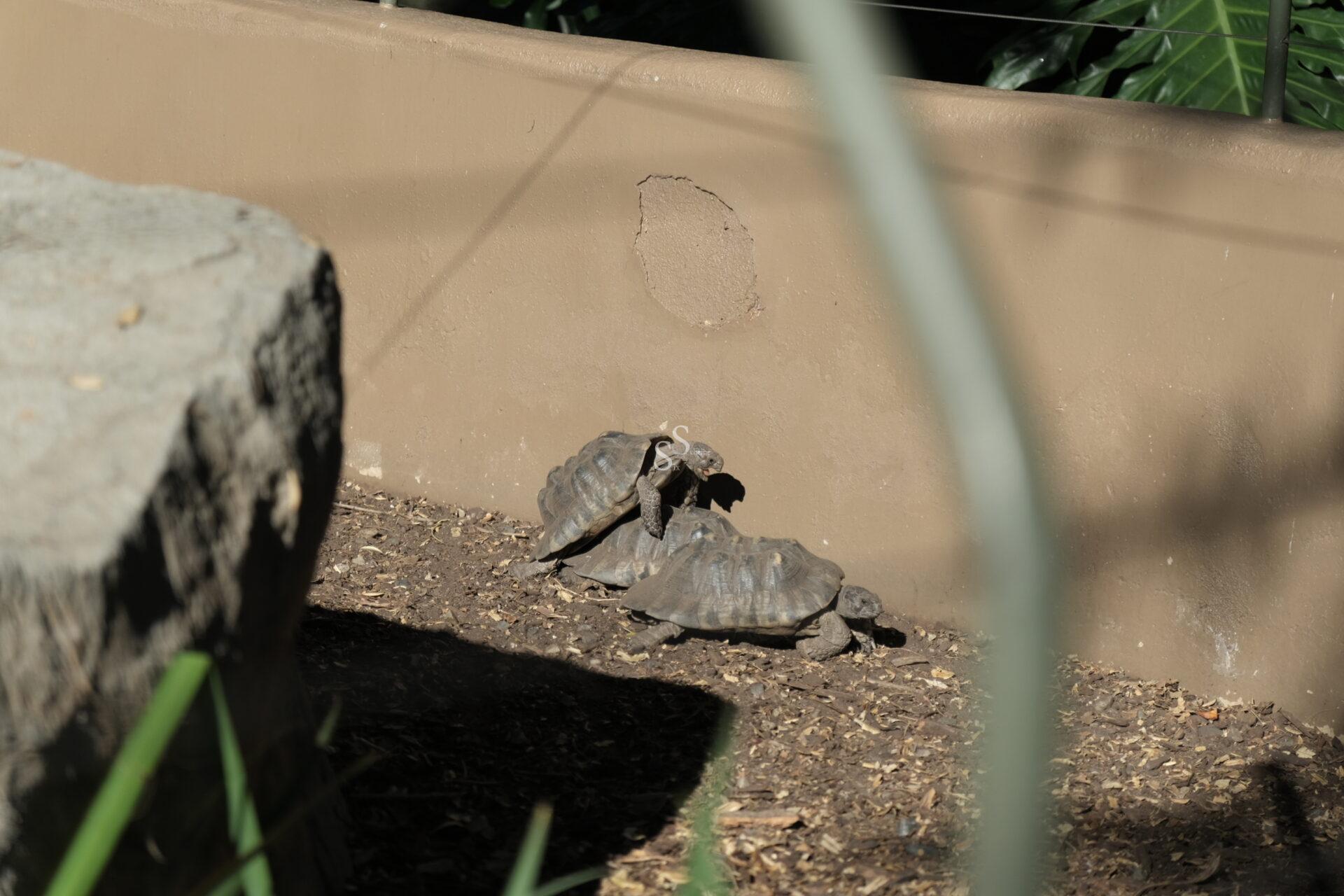 Three tortoises are close together on dry, dirt ground beside a tan wall. Part of a large rock and some green plants are visible in the foreground, partially out of focus.