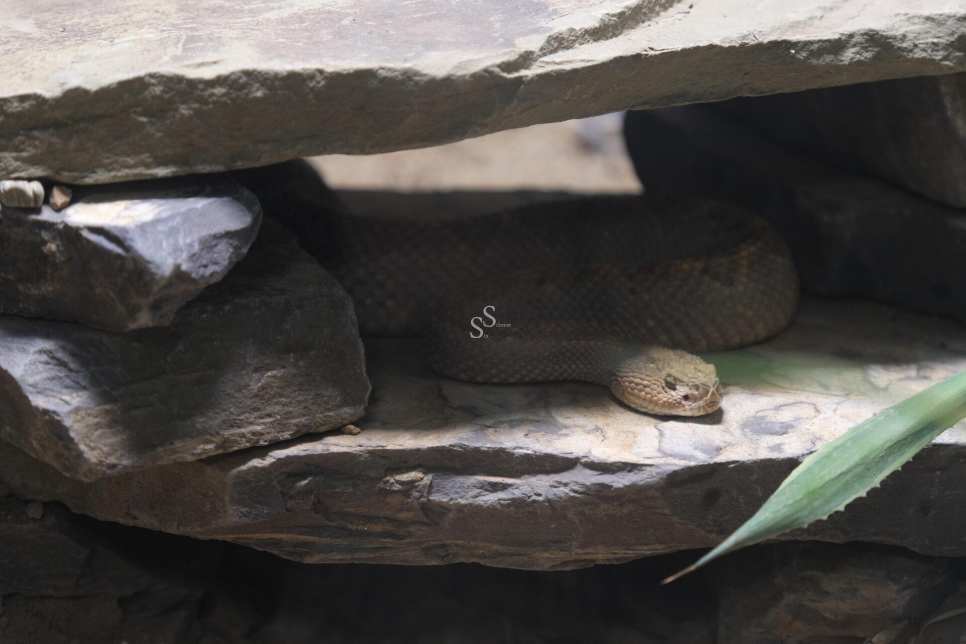 Viewed past a prominent green leaf in the foreground, a brown rattlesnake is coiled beneath a stone overhang on a flat rock, its form partially veiled by shadows.