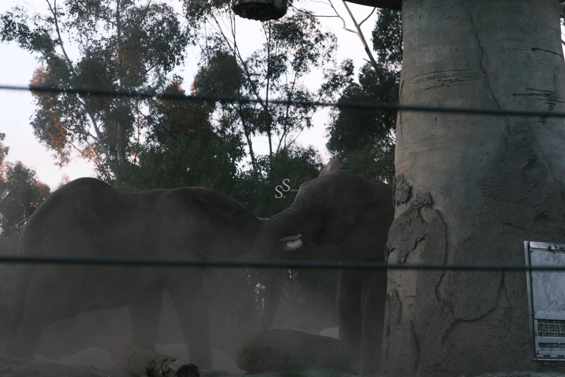 In a dusty, open-air enclosure, two elephants share a moment, standing face-to-face with their trunks touching. Trees stand in the background, beyond the foreground fence wires.