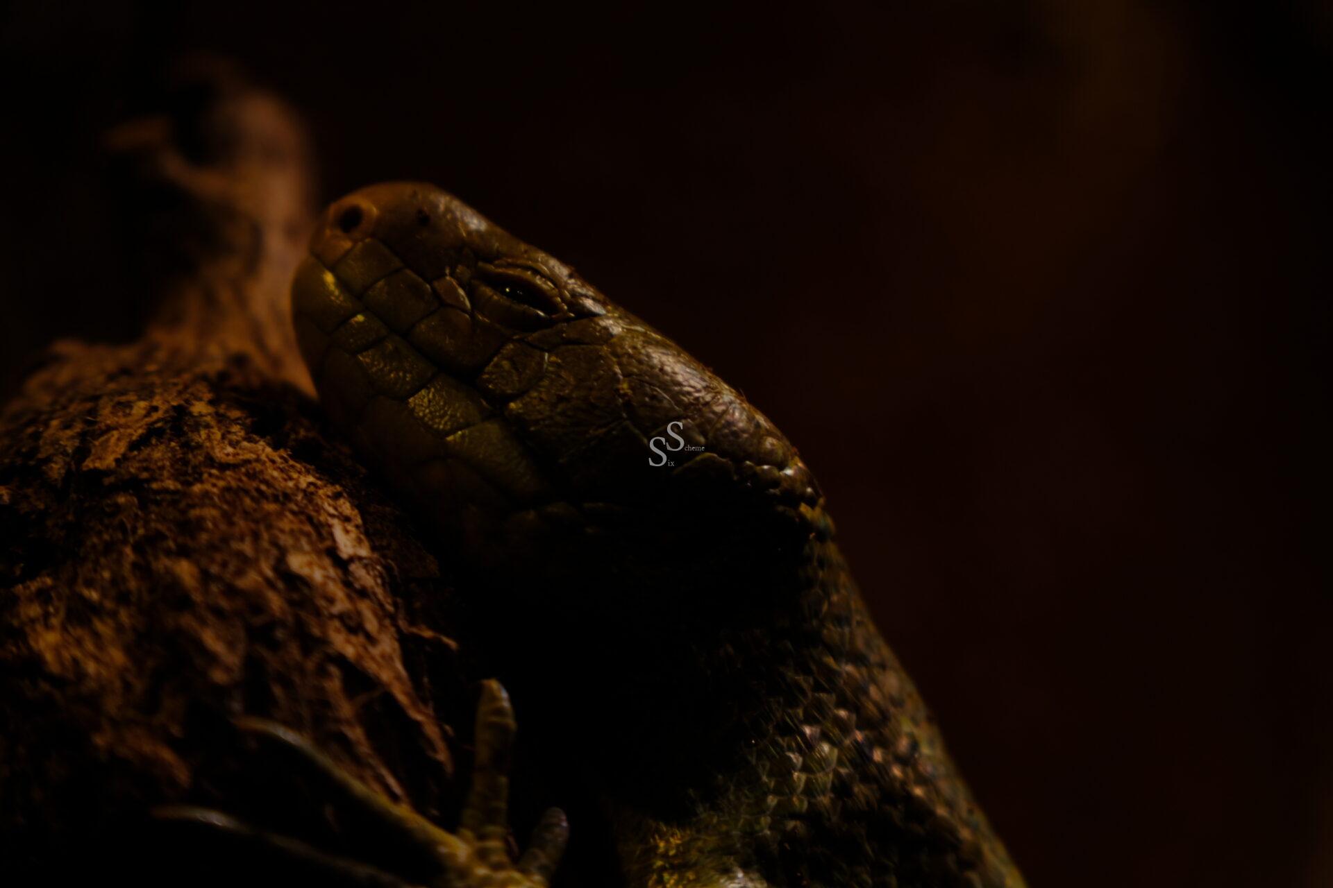 Resting quietly on textured wood under dim light, this close-up captures the detailed scales and facial characteristics of a reptile, possibly a lizard or snake, creating a moody, focused portrait.