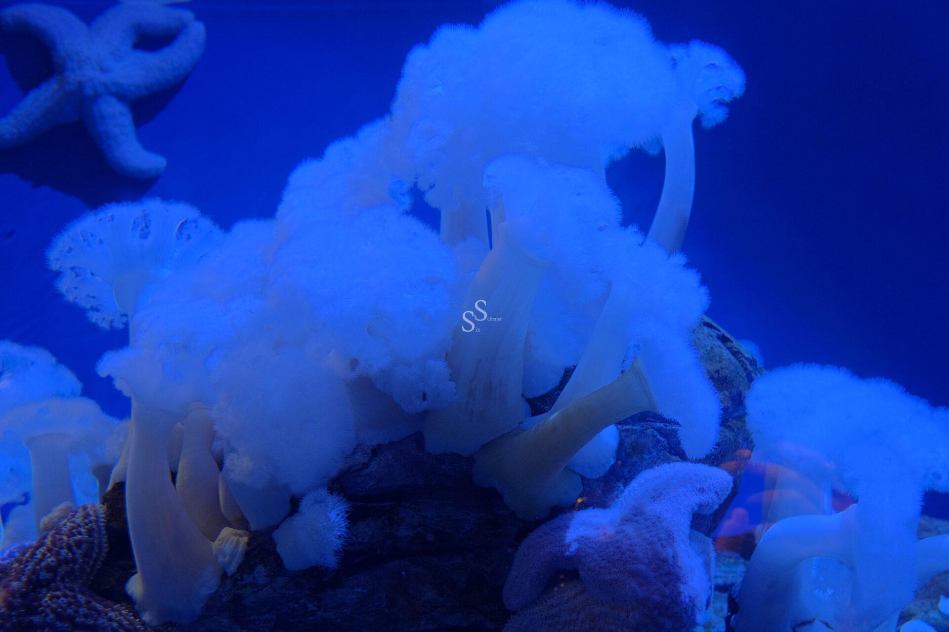 White, fluffy sea anemones with tall stalks cluster on underwater rocks in a deep blue-lit aquarium. A starfish is visible in the upper left corner.