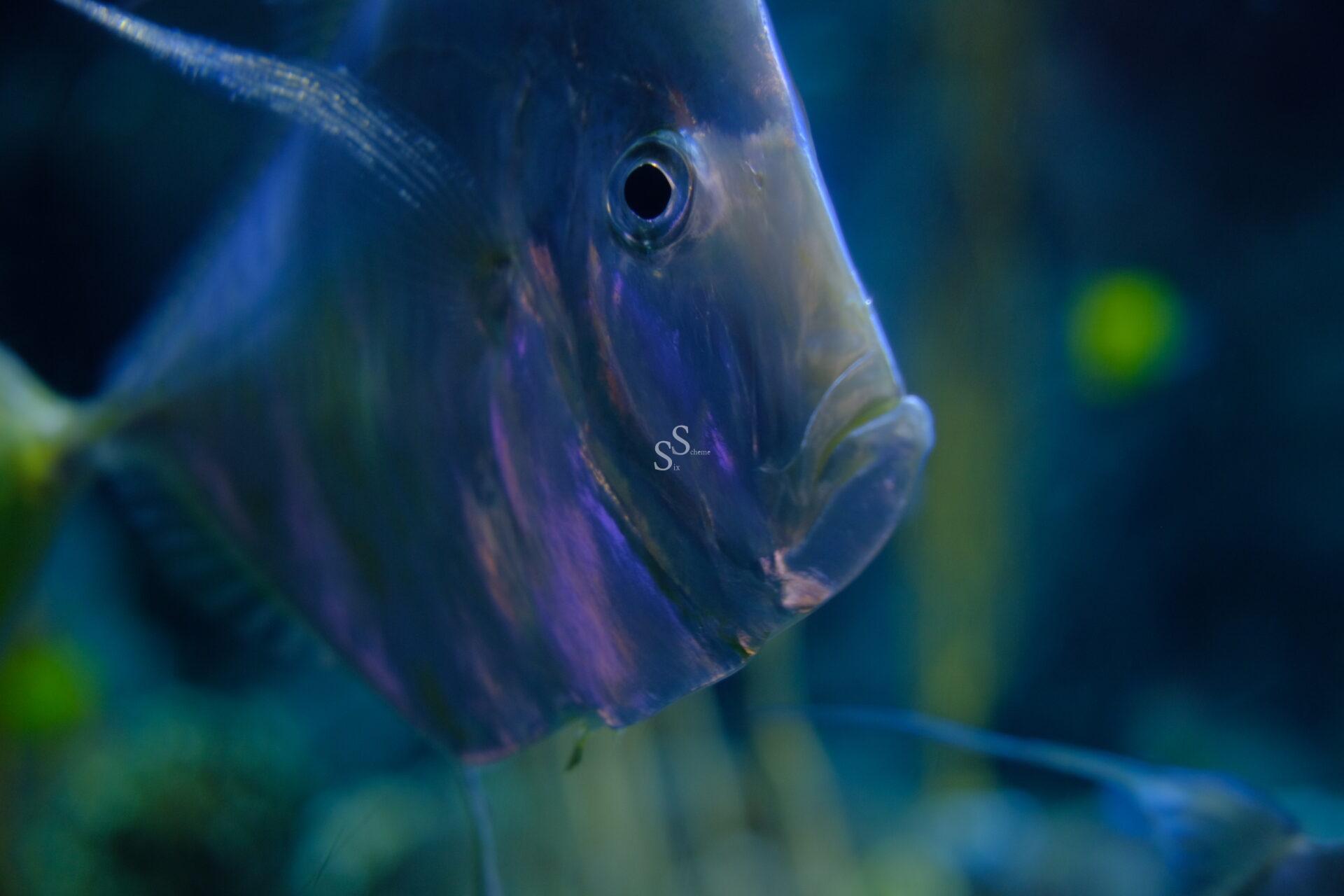 Close-up of a silver fish with a slightly translucent body swimming underwater, illuminated by blue and purple light, with a blurred aquatic background.
