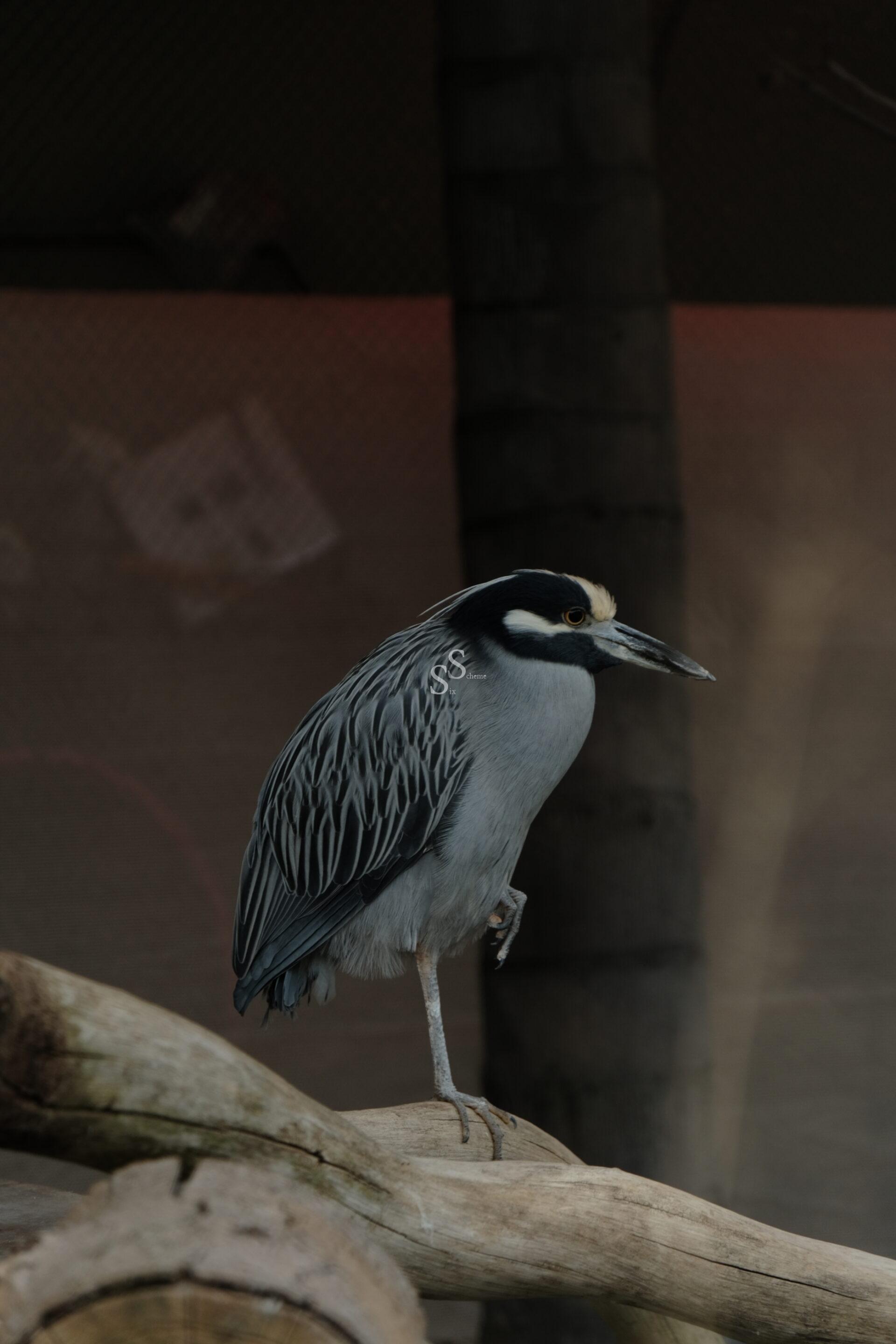 A black, white, and gray bird with a sharp beak stands on one leg on a wooden branch, with a blurred background of tree trunks and fencing.