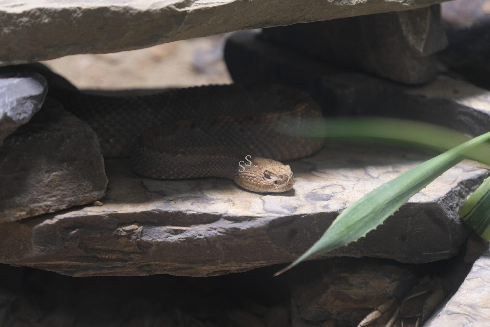A brown rattlesnake is coiled up on a flat rock under a stone overhang, partially hidden in the shadows with a green leaf in the foreground.