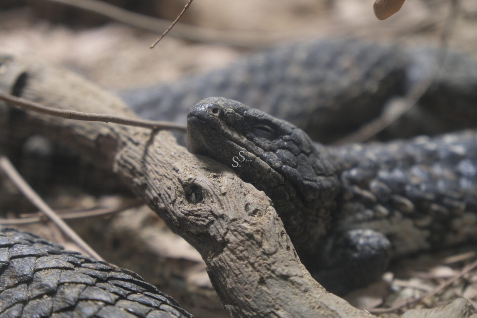 A lizard with rough, dark scales rests its head on a textured tree branch, blending in with its natural surroundings. Dry twigs and blurred vegetation are visible in the background.
