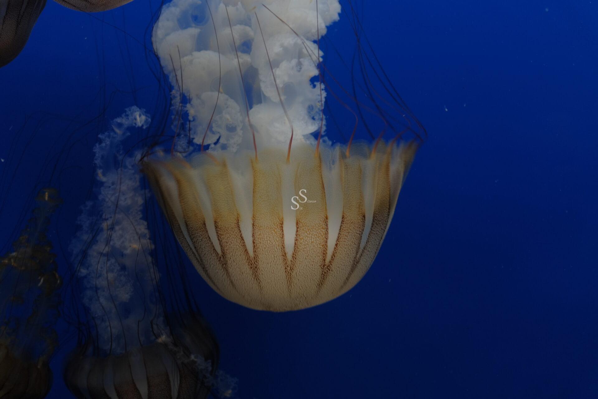 A translucent jellyfish with a creamy, striped bell and long, trailing tentacles floats against a deep blue background in the water.