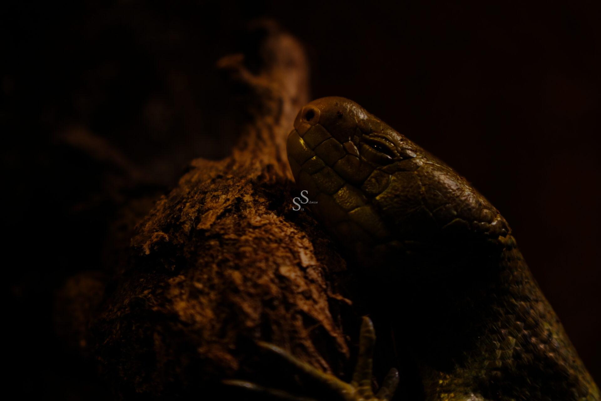 A close-up image of a reptile, possibly a lizard or snake, resting on a textured piece of wood in low lighting, highlighting its scales and facial features.