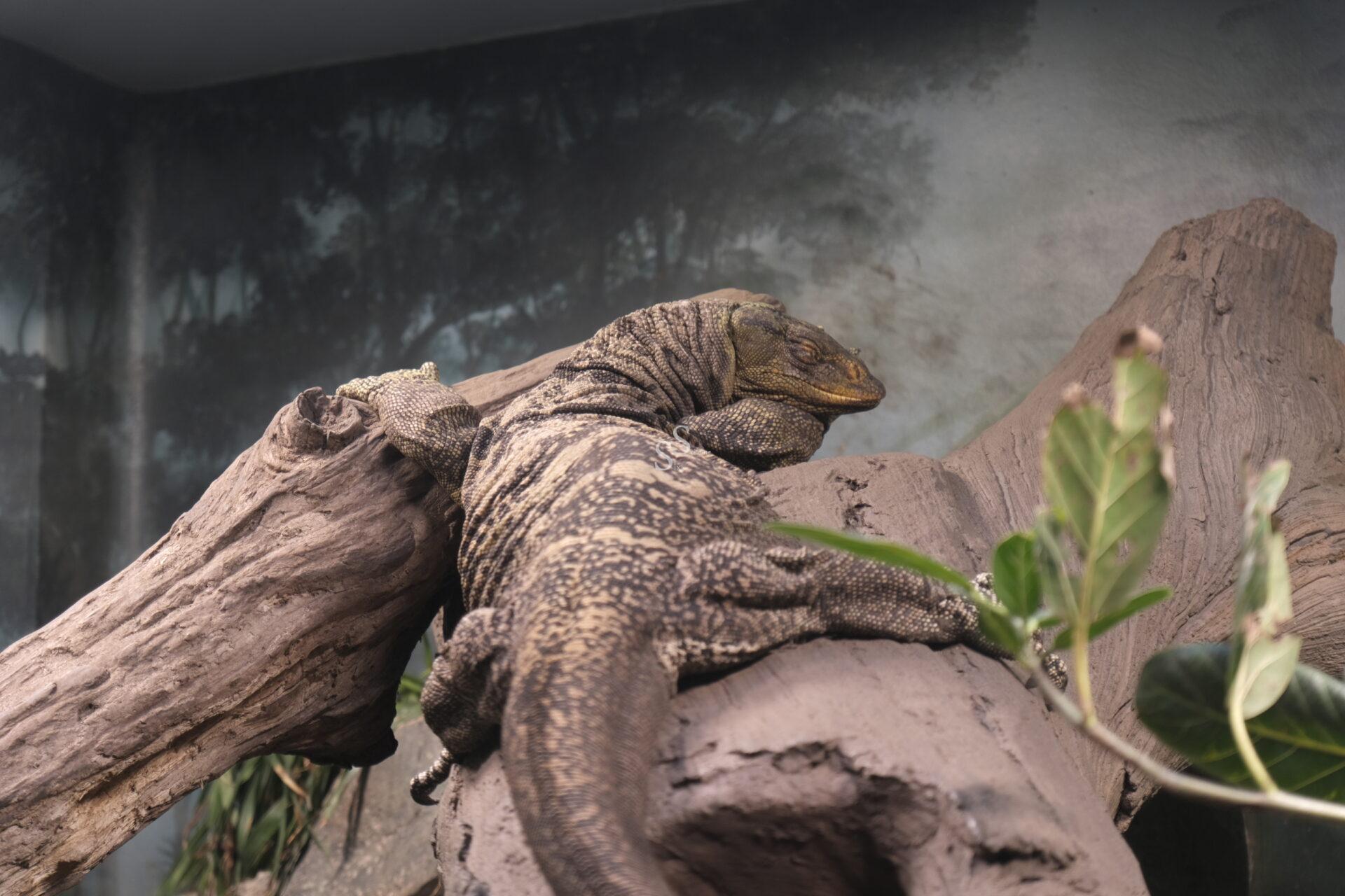 A large Komodo dragon with patterned skin is resting on a piece of driftwood, surrounded by branches and leafy plants, against a backdrop that resembles a forest.