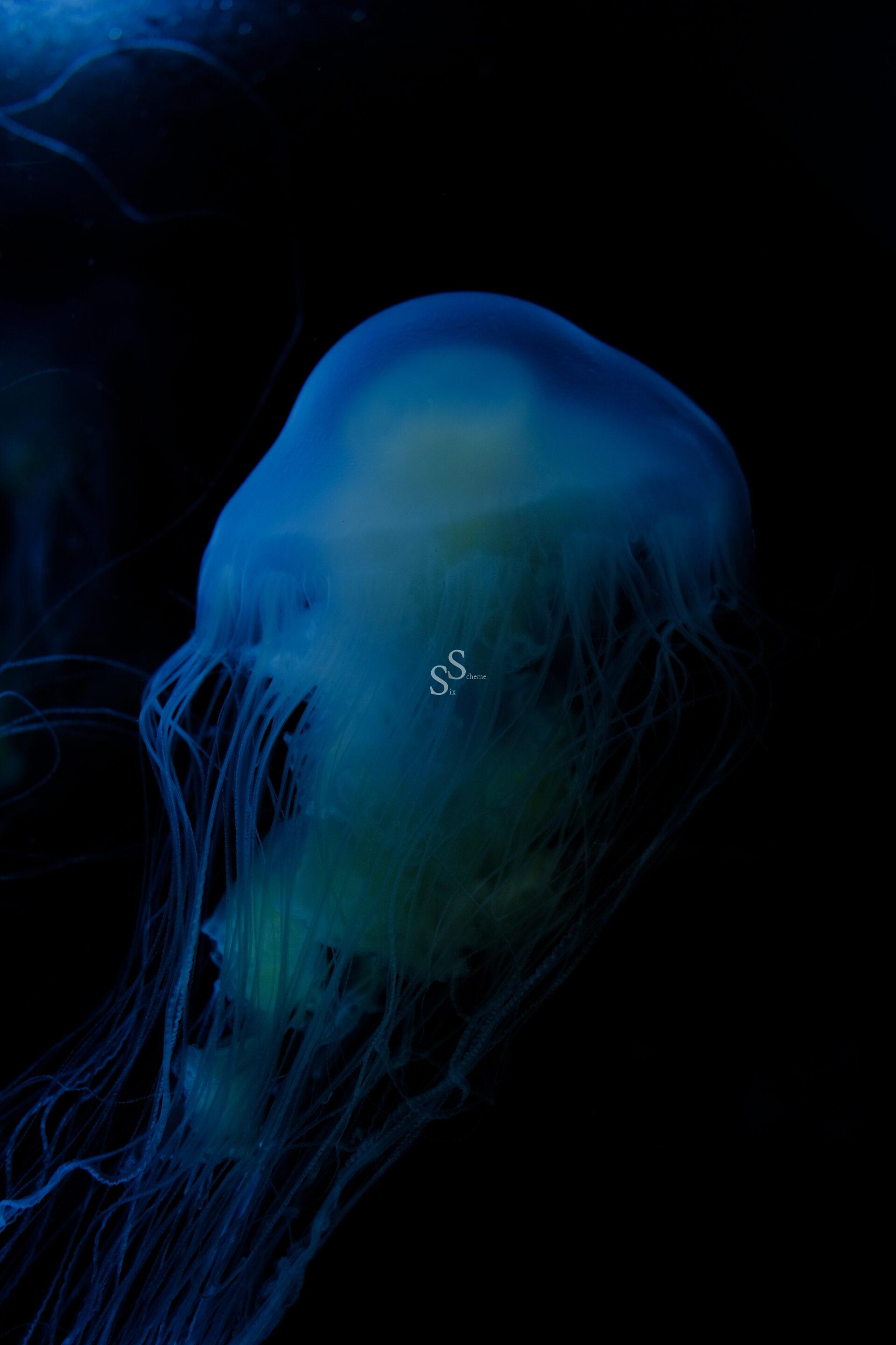 A translucent jellyfish with long, delicate tentacles glows softly with blue and green hues against a dark, black background.