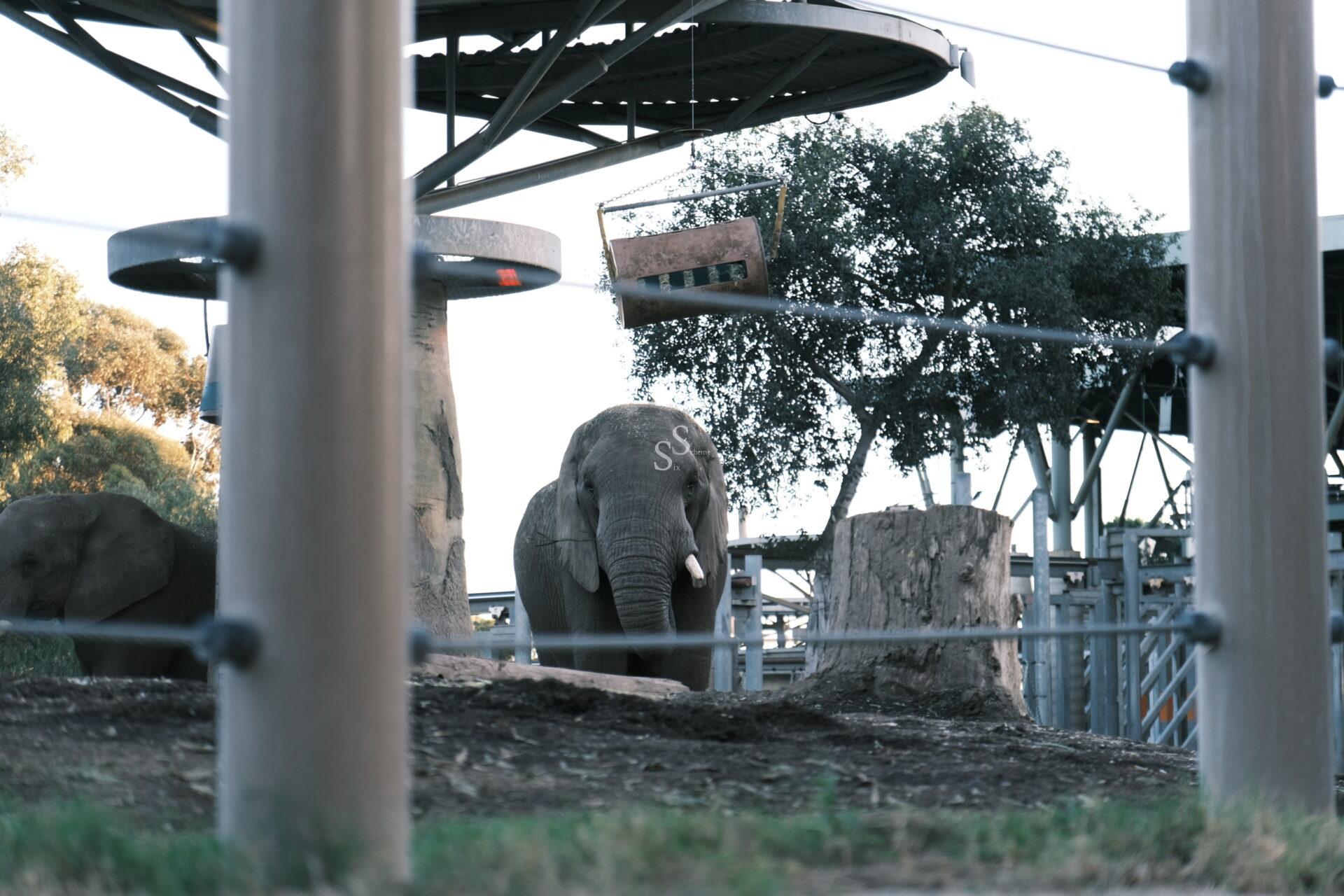 An elephant stands behind wires and posts in an outdoor zoo enclosure, with trees and metal structures in the background.