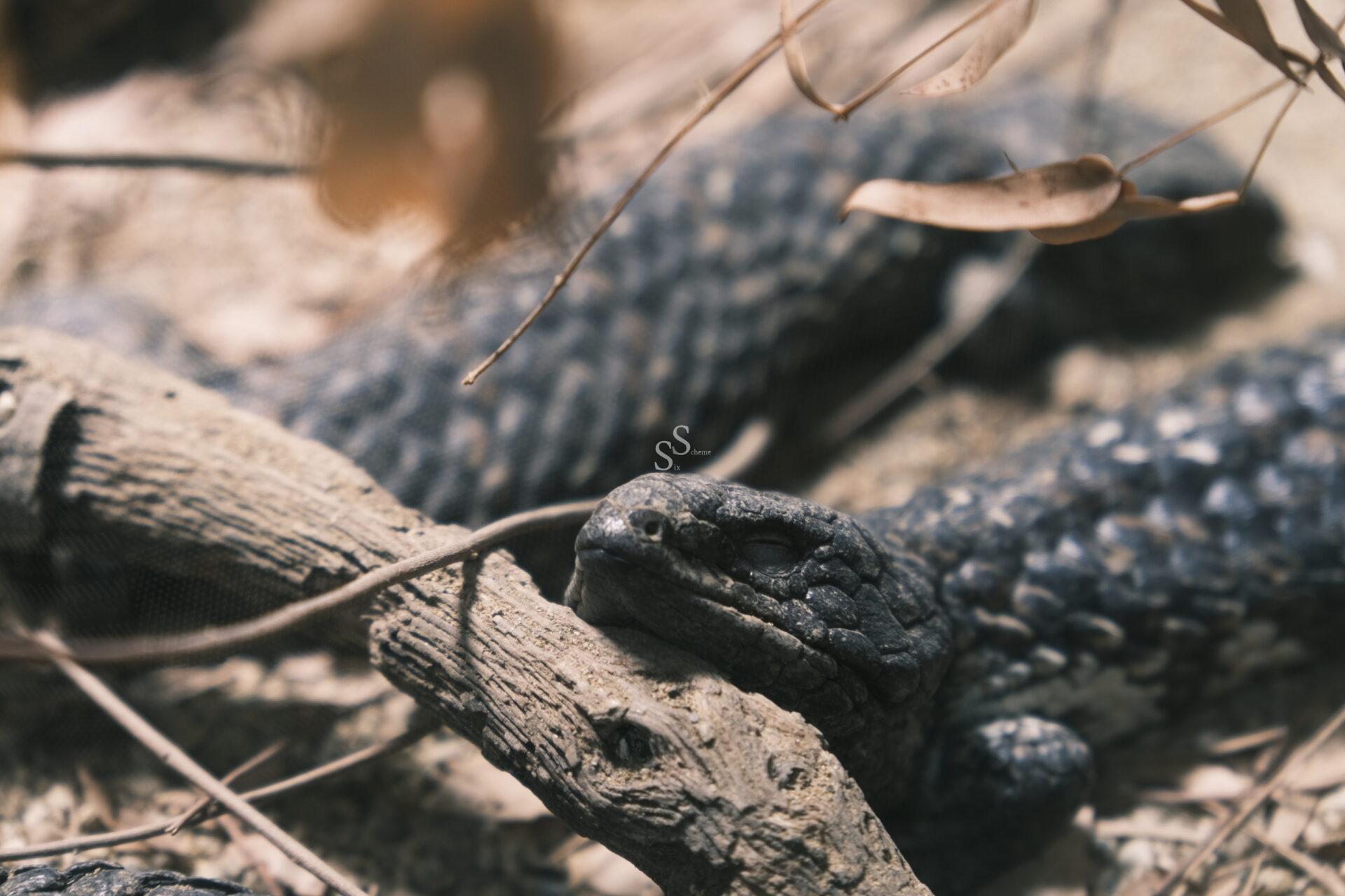 A lizard with rough, dark, bumpy skin rests its head on a dry, textured branch among scattered twigs and leaves in a natural outdoor setting.