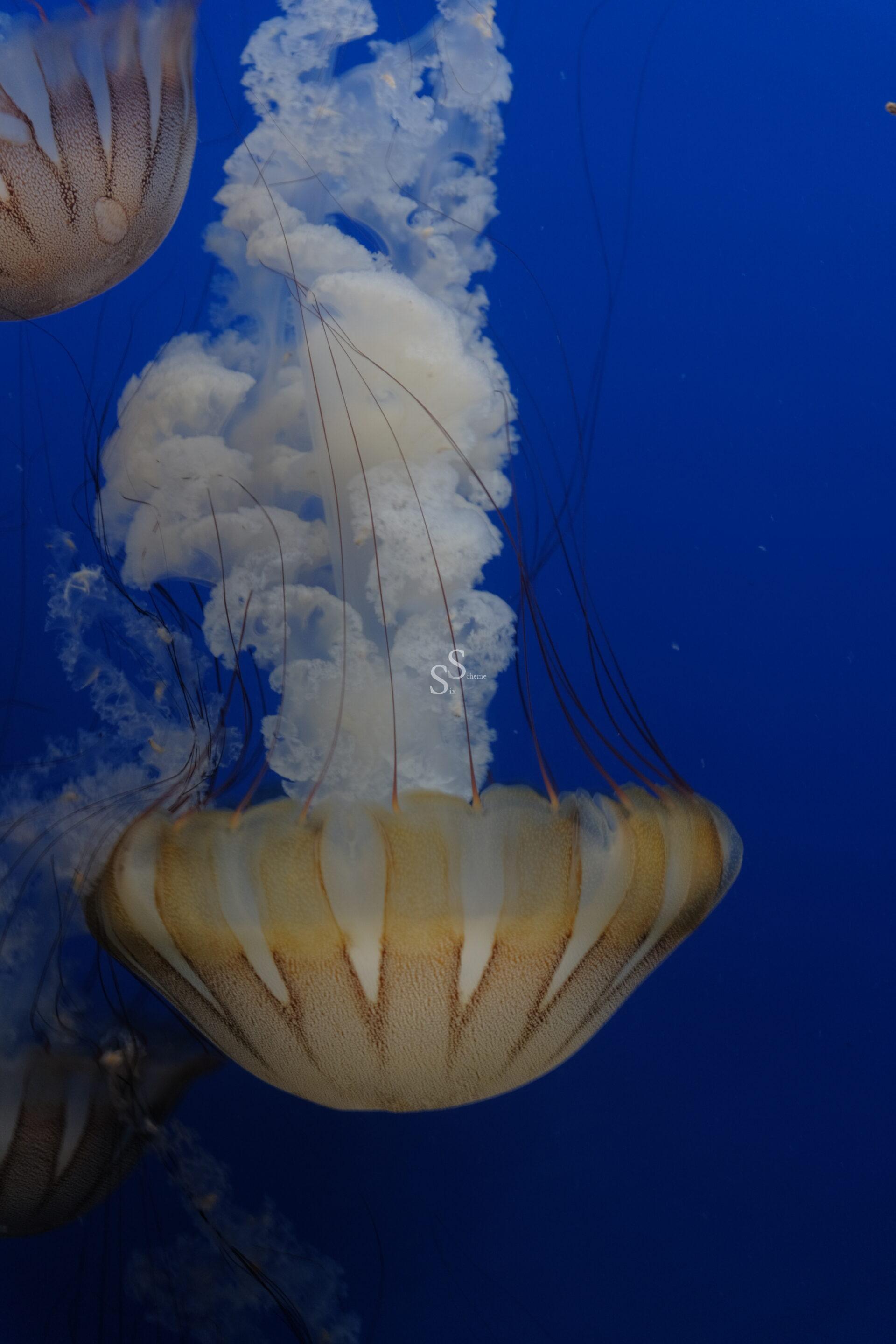 A large jellyfish with a translucent, bell-shaped body and long, thin tentacles drifts in deep blue water. The jellyfish’s creamy white and light brown colors stand out against the background.
