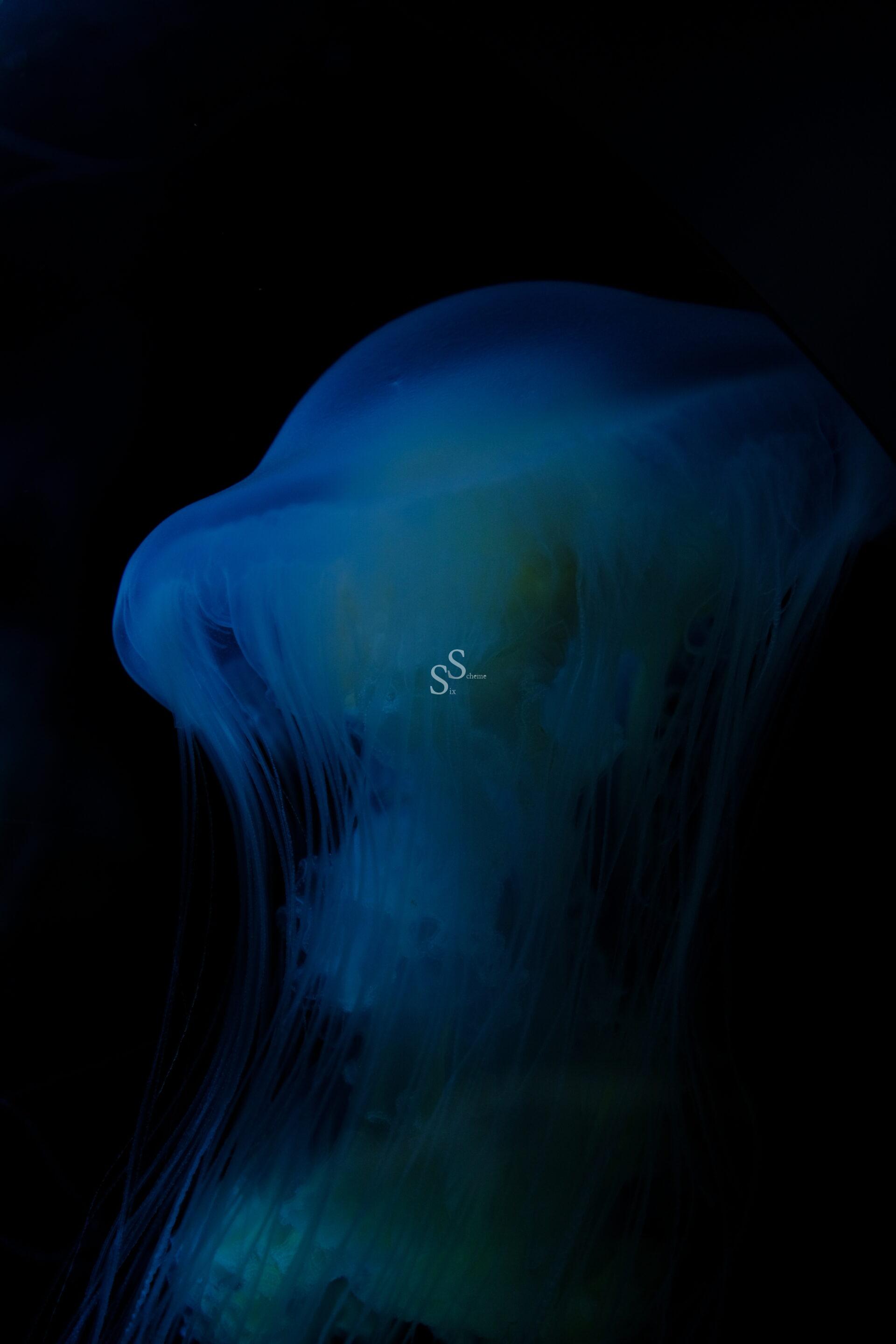 A translucent blue jellyfish glows softly in the dark water, its delicate tentacles trailing below its bell-shaped body. The background is dark, highlighting the jellyfish’s ethereal, luminous appearance.