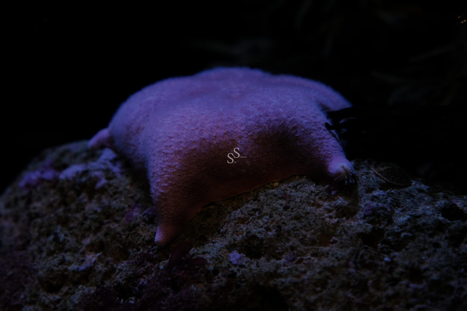 A pale purple, cushion-like sea star rests on a textured rock under dim lighting, with its short arms barely visible at the edges.