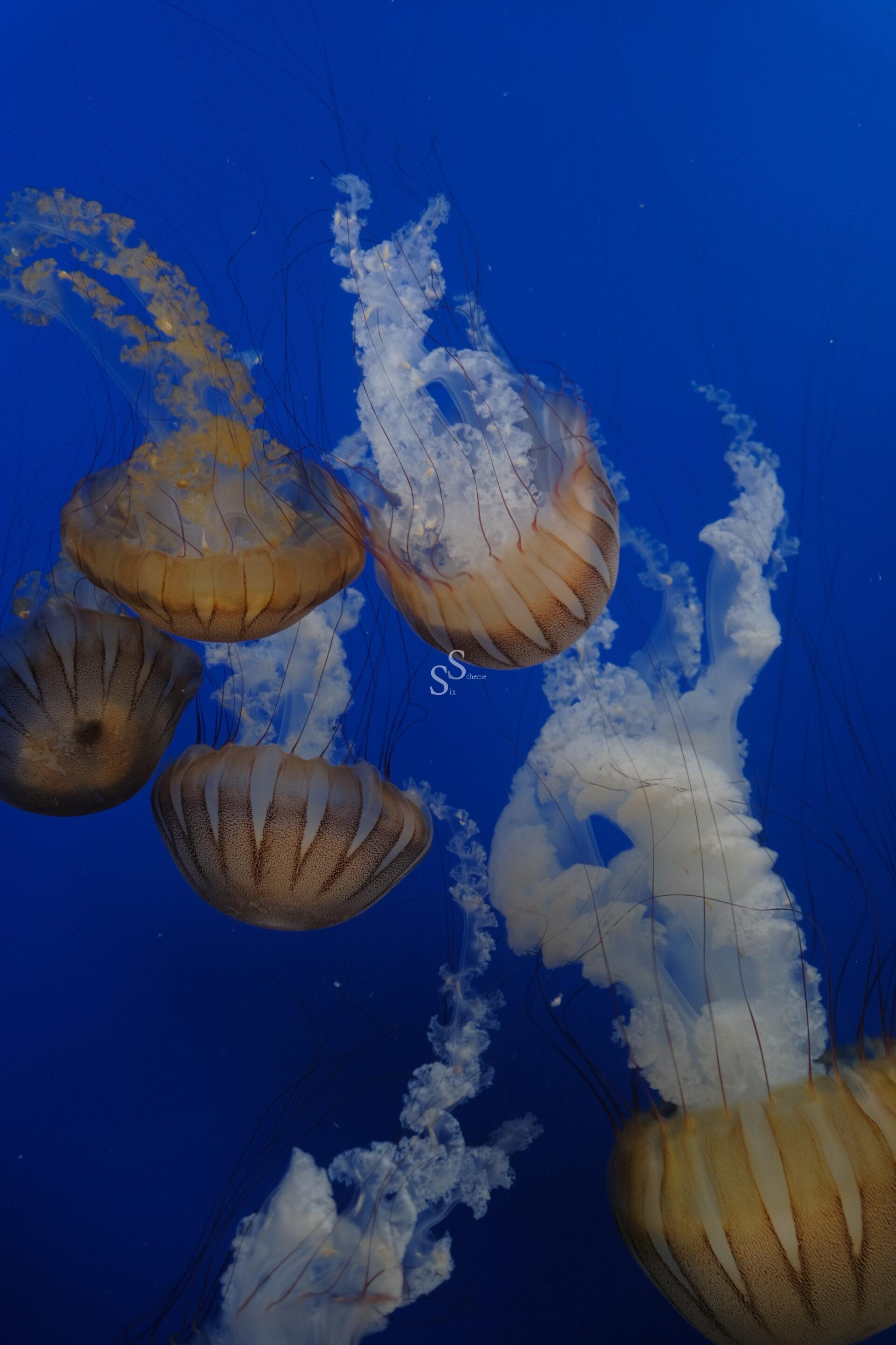 Several jellyfish with brownish, translucent bodies and long, trailing tentacles swim gracefully against a deep blue underwater background.