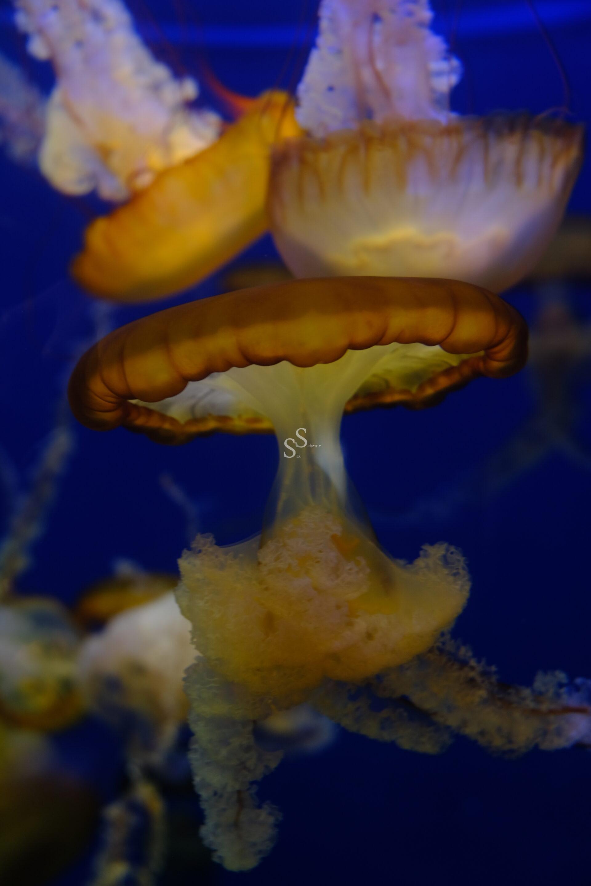 A close-up of a jellyfish with a brownish-orange bell and trailing tentacles, floating in dark blue water with other jellyfish visible in the background.